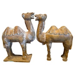 Pareja de grandes camellos bactrianos chinos tallados al estilo Tang