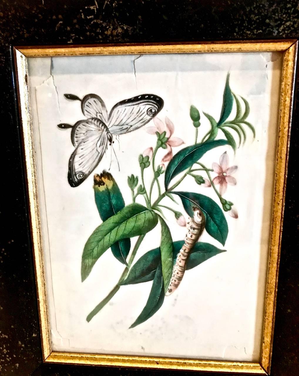 19th Century Chinese Export Butterfly Pith Paintings, Complete Set of 12
