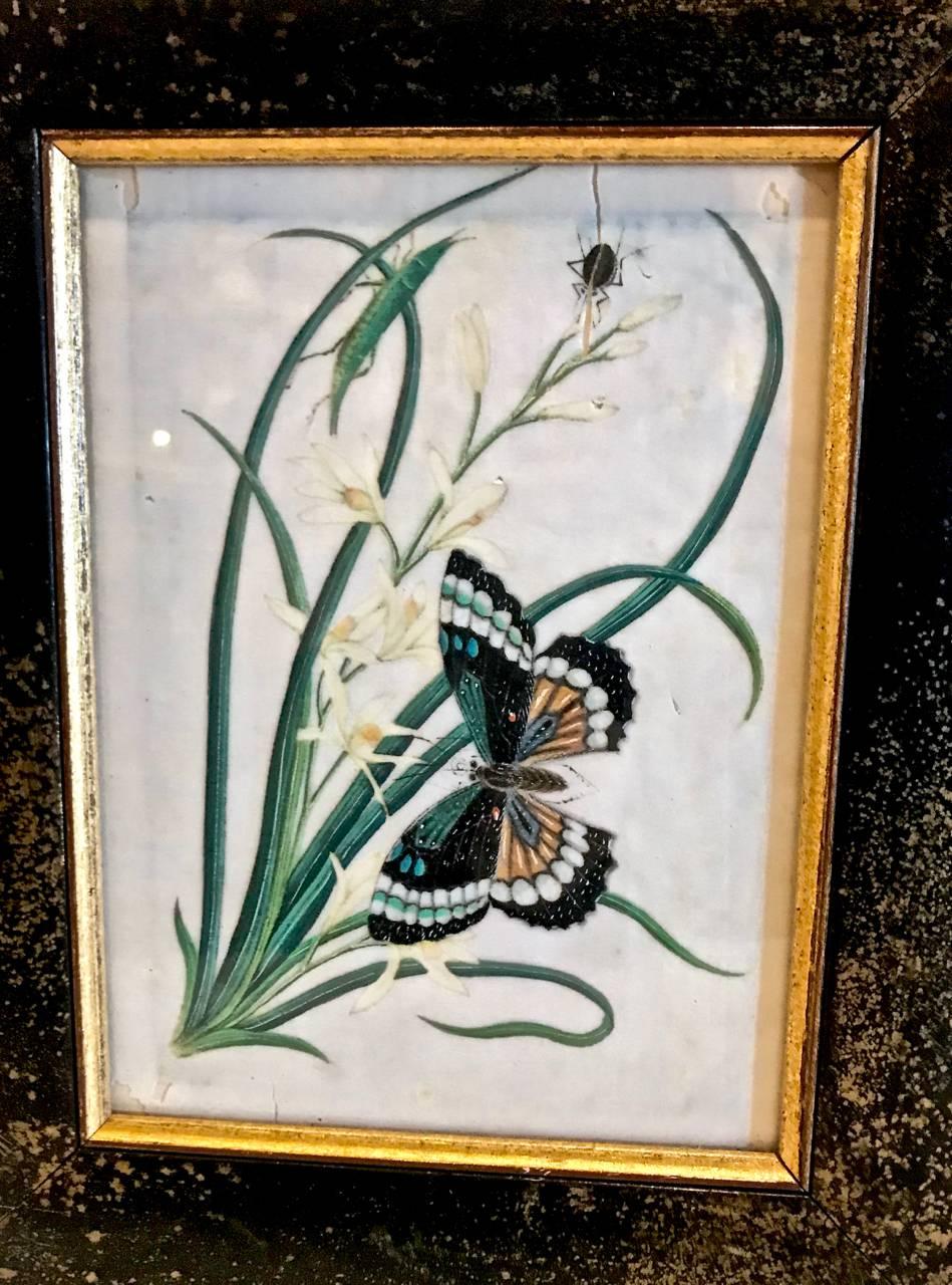 Chinese Export Butterfly Pith Paintings, Complete Set of 12 3