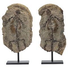 Barasaurus besairiei (Positive and Negative Pair) Mounted on Metal Stand 255MO