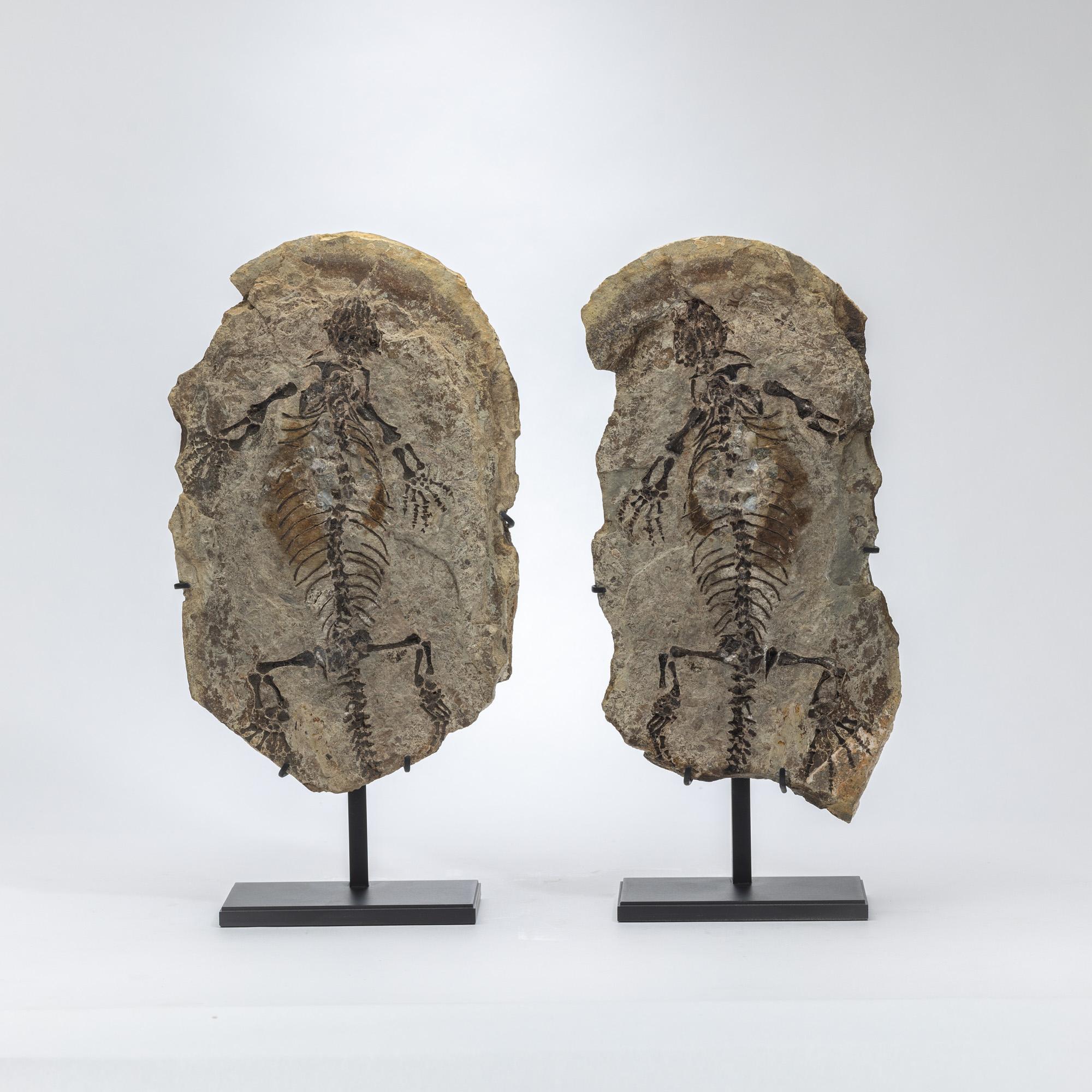 Barasaurus besairiei (Positive and Negative Pair)
Period: Late Permian – Early Triassic (ca. 255 million years ago)
Origin: Madagascar
Mounted on Custom Metal Stand

This exceptionally preserved pair of Barasaurus besairiei fossil plates—featuring