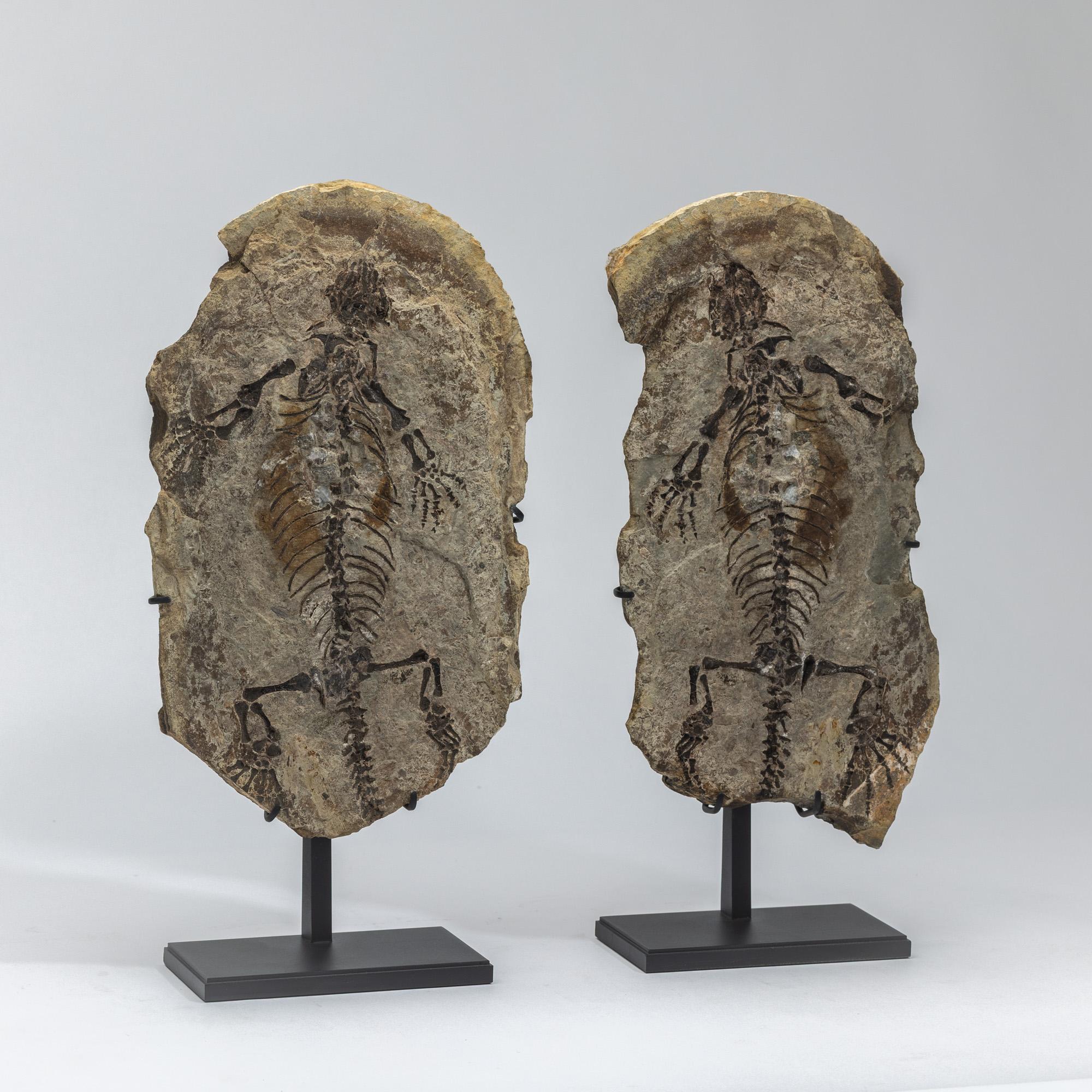 Mexican Barasaurus besairiei (Positive and Negative Pair) Mounted on Metal Stand 255MO For Sale