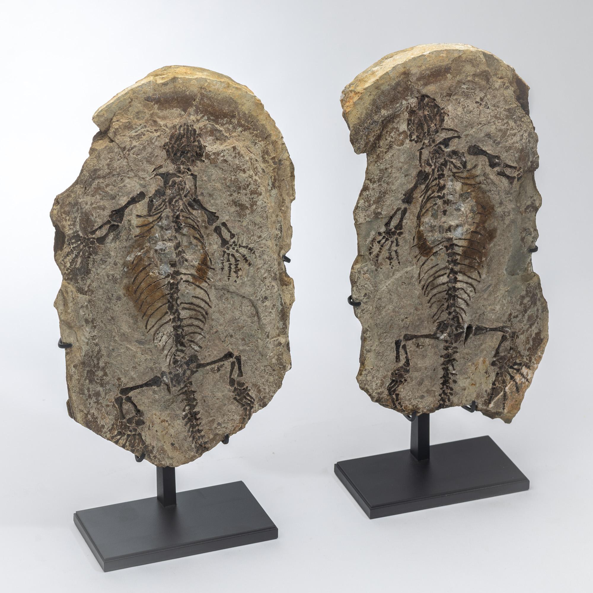 Acrylic Barasaurus besairiei (Positive and Negative Pair) Mounted on Metal Stand 255MO For Sale