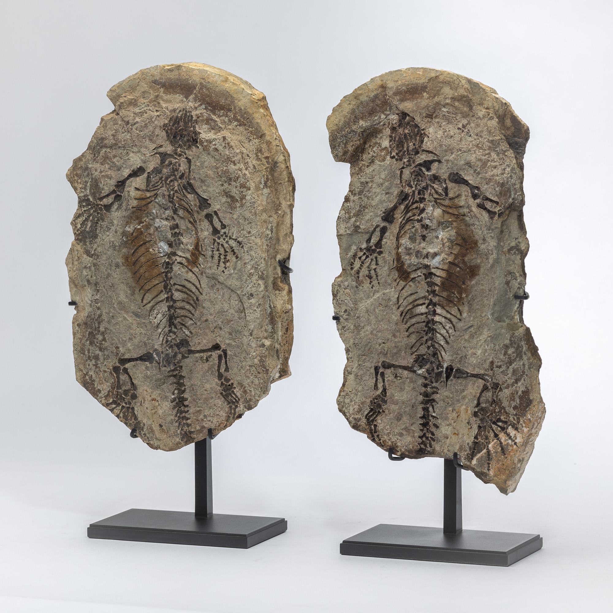 Organic Modern Barasaurus besairiei (Positive and Negative Pair) Mounted on Metal Stand 255MO For Sale