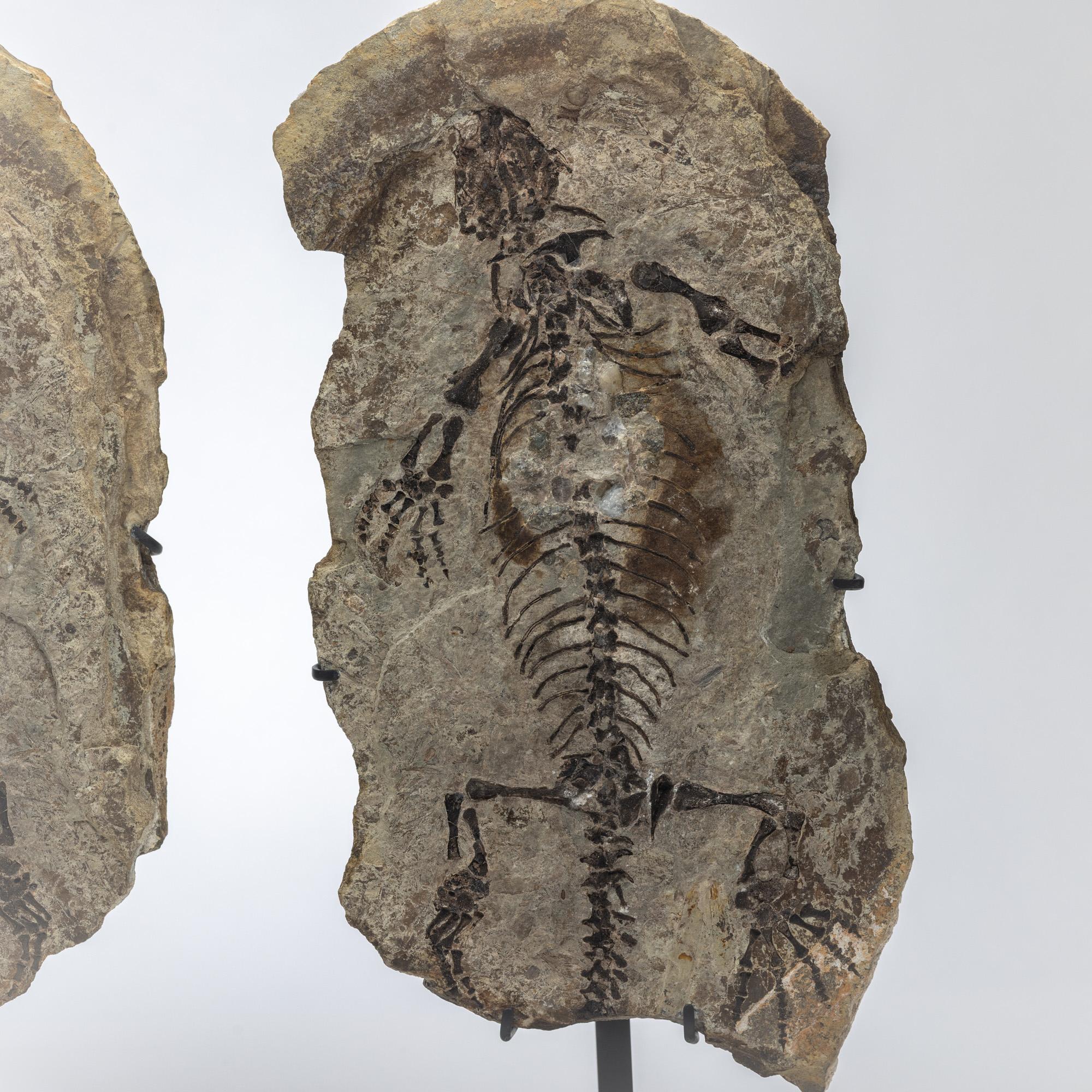 Contemporary Barasaurus besairiei (Positive and Negative Pair) Mounted on Metal Stand 255MO For Sale