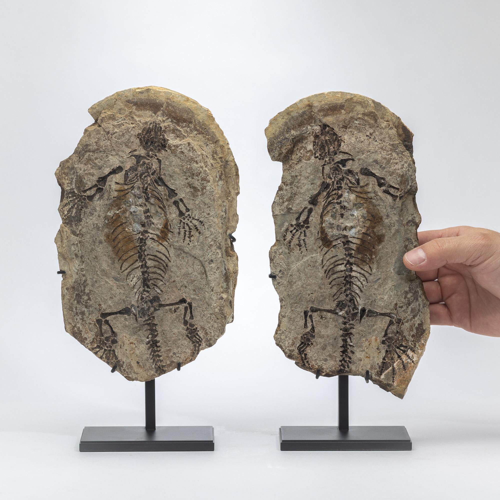 Barasaurus besairiei (Positive and Negative Pair) Mounted on Metal Stand 255MO For Sale 2