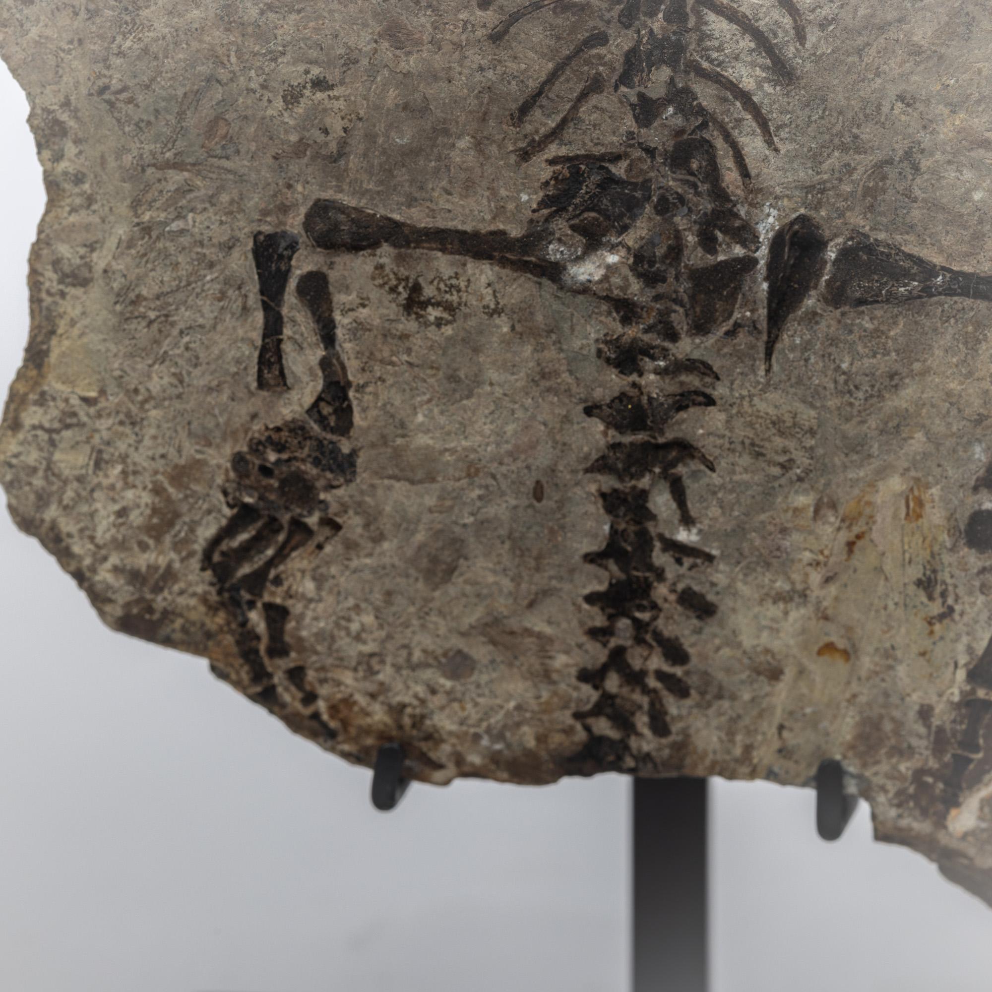 Barasaurus besairiei (Positive and Negative Pair) Mounted on Metal Stand 255MO For Sale 5