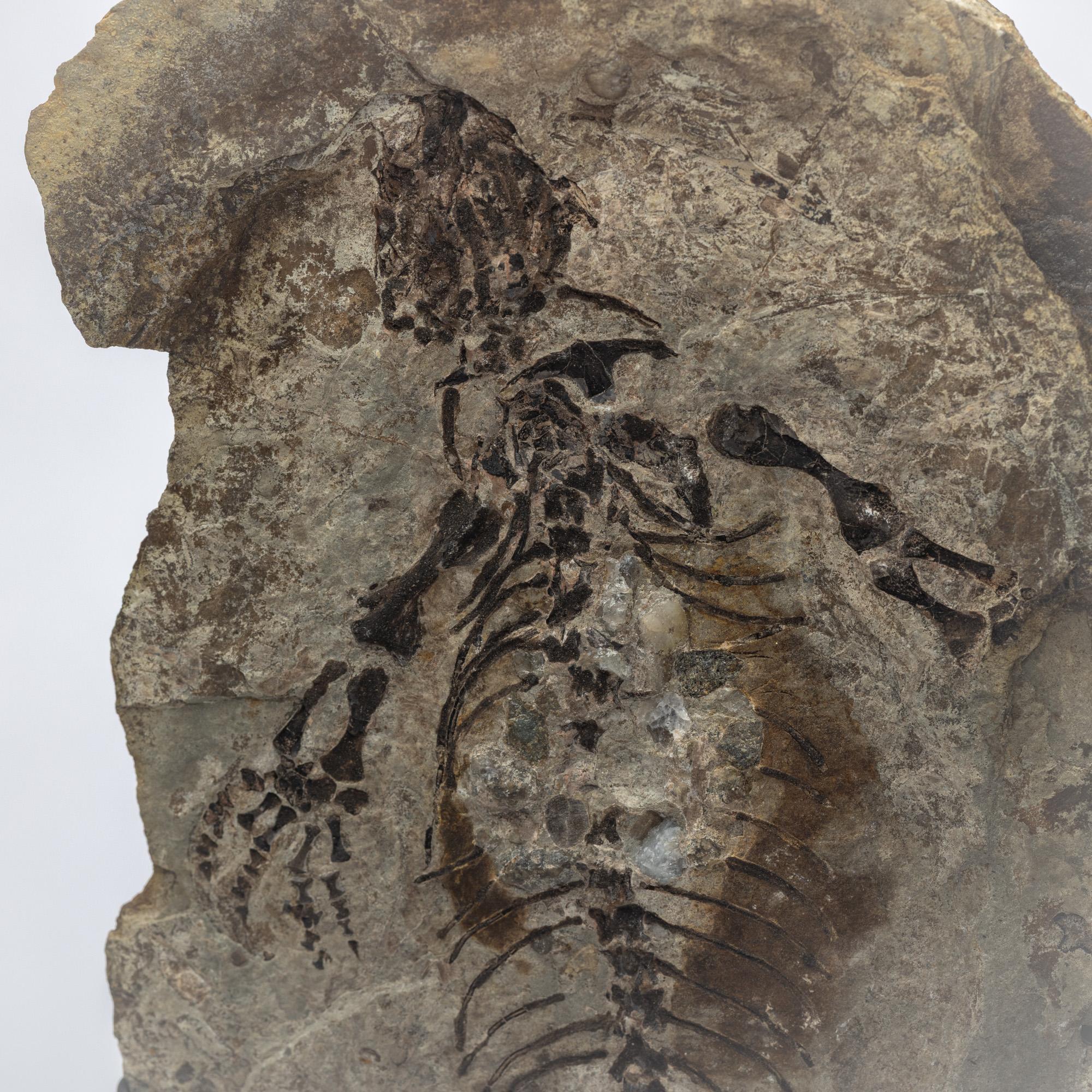 Barasaurus besairiei (Positive and Negative Pair) Mounted on Metal Stand 255MO For Sale 4