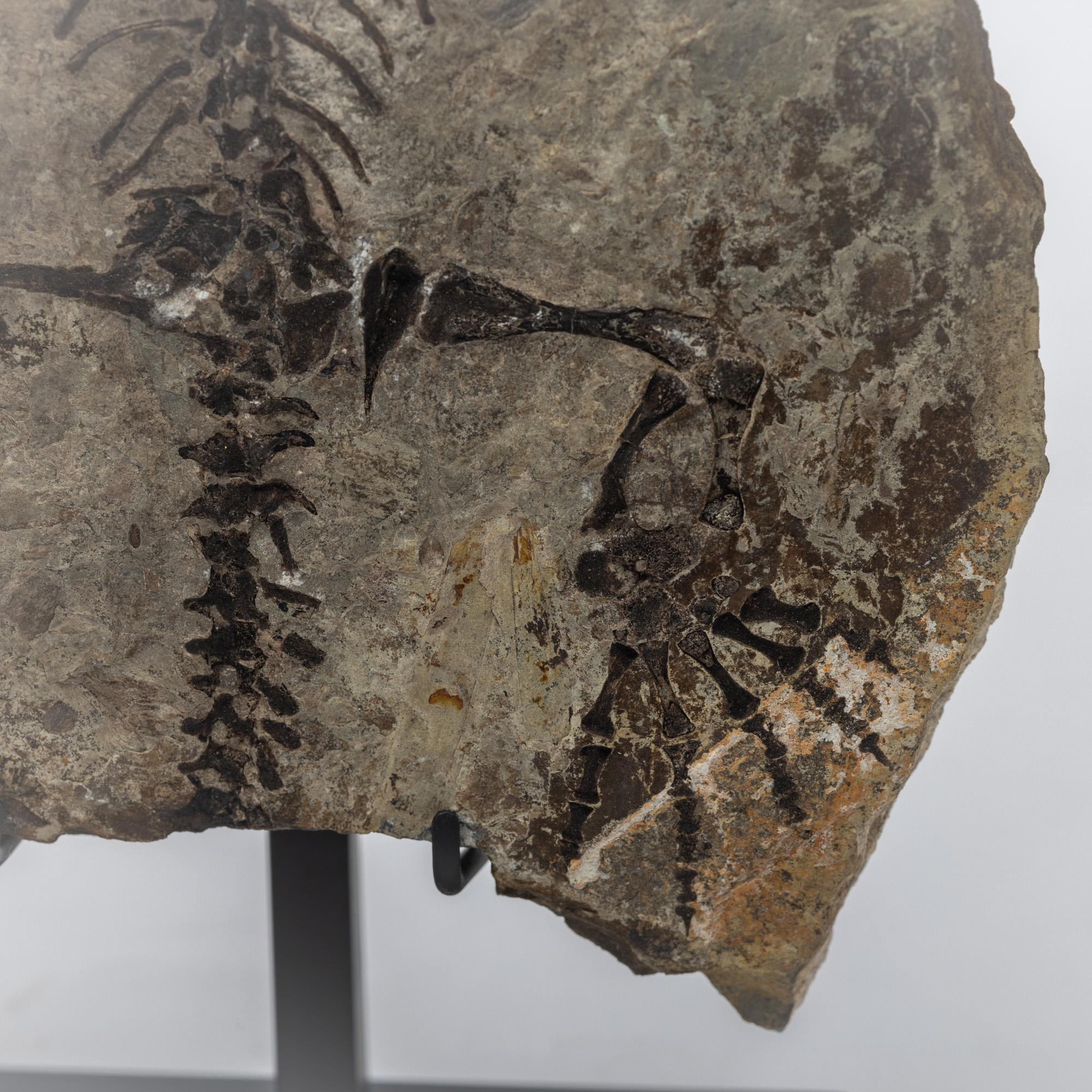 Barasaurus besairiei (Positive and Negative Pair) Mounted on Metal Stand 255MO For Sale 6