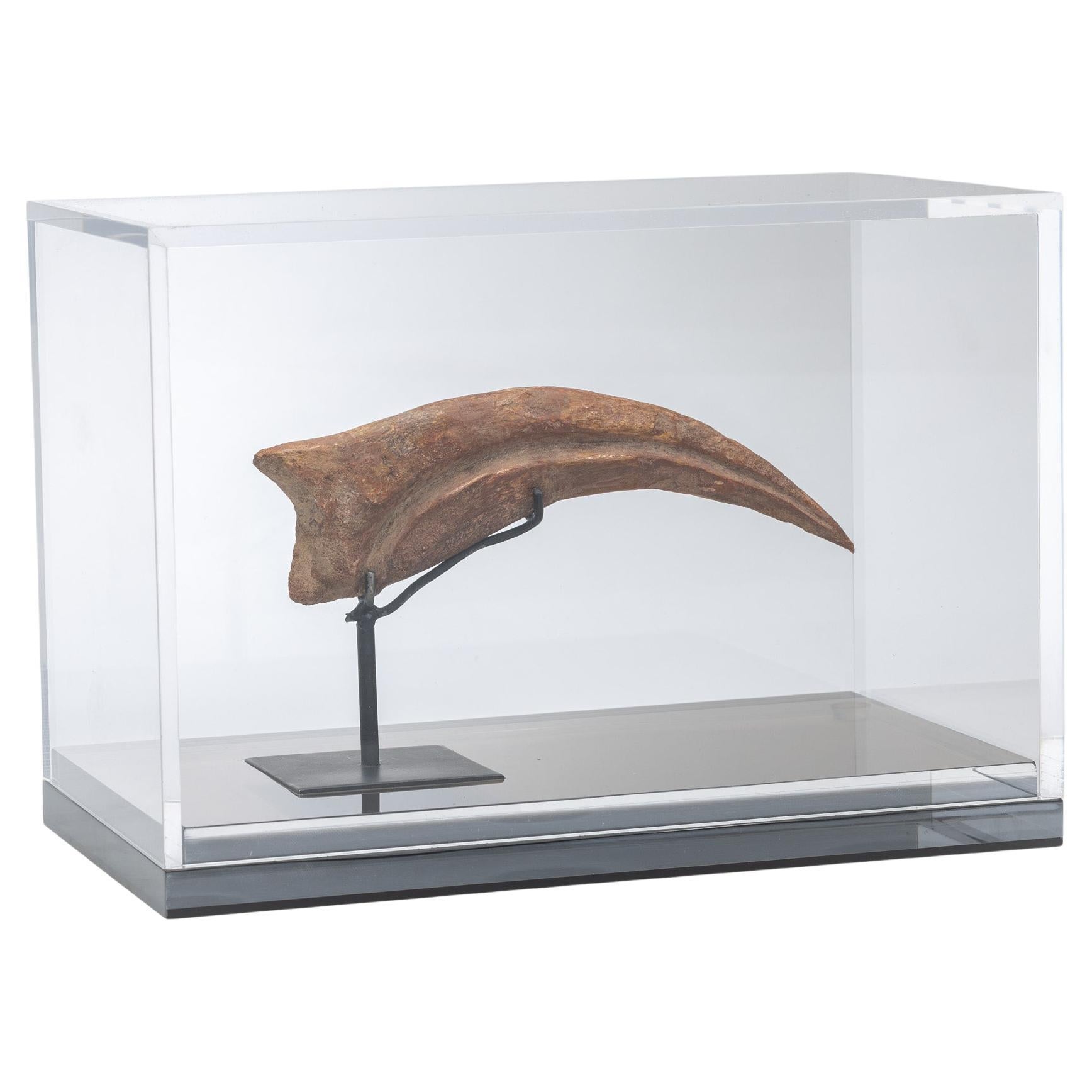 Spinosaurus Claw from Morocco Cretaceous period mounted on a custom acrylic box For Sale