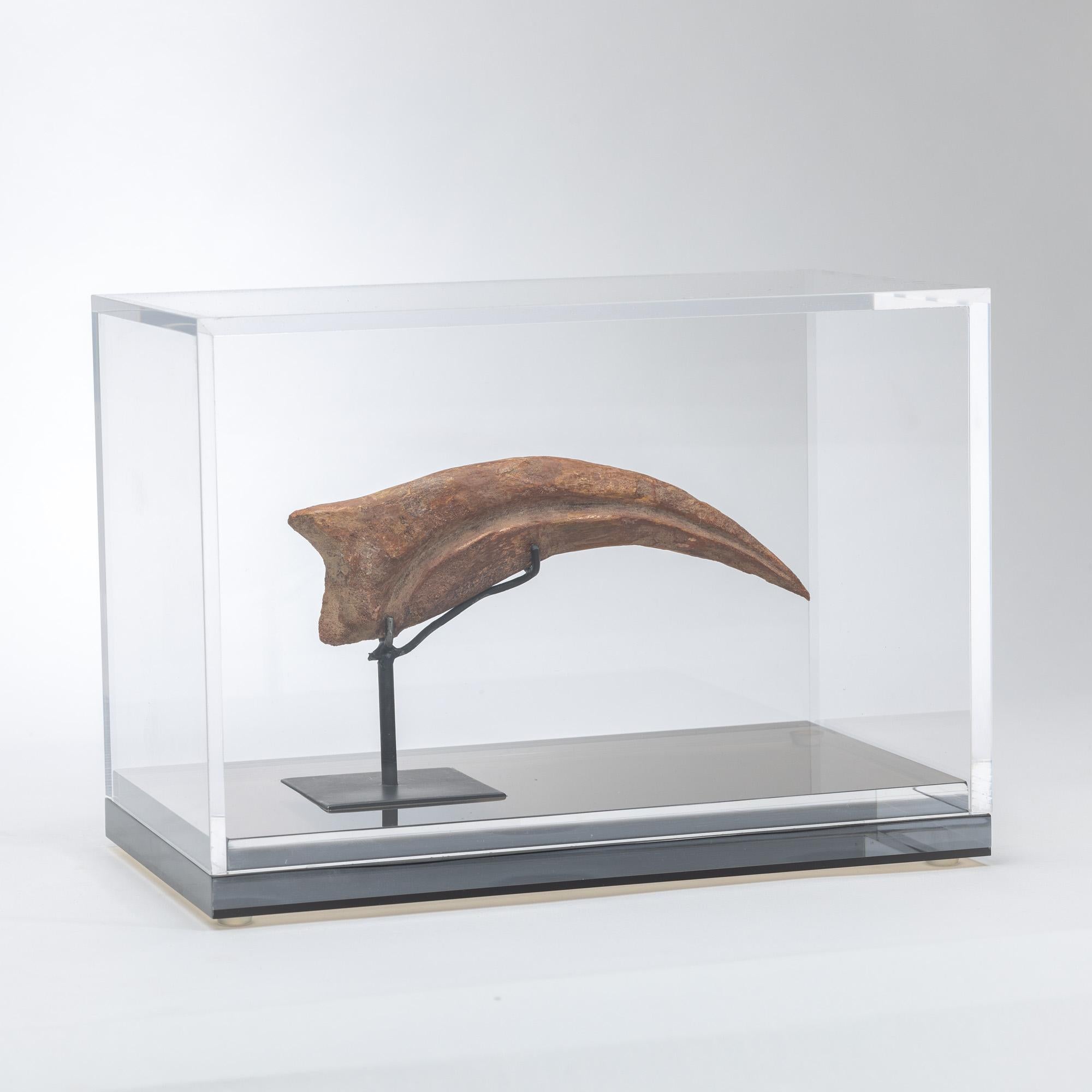 Mexican Spinosaurus Claw from Morocco Cretaceous period mounted on a custom acrylic box For Sale