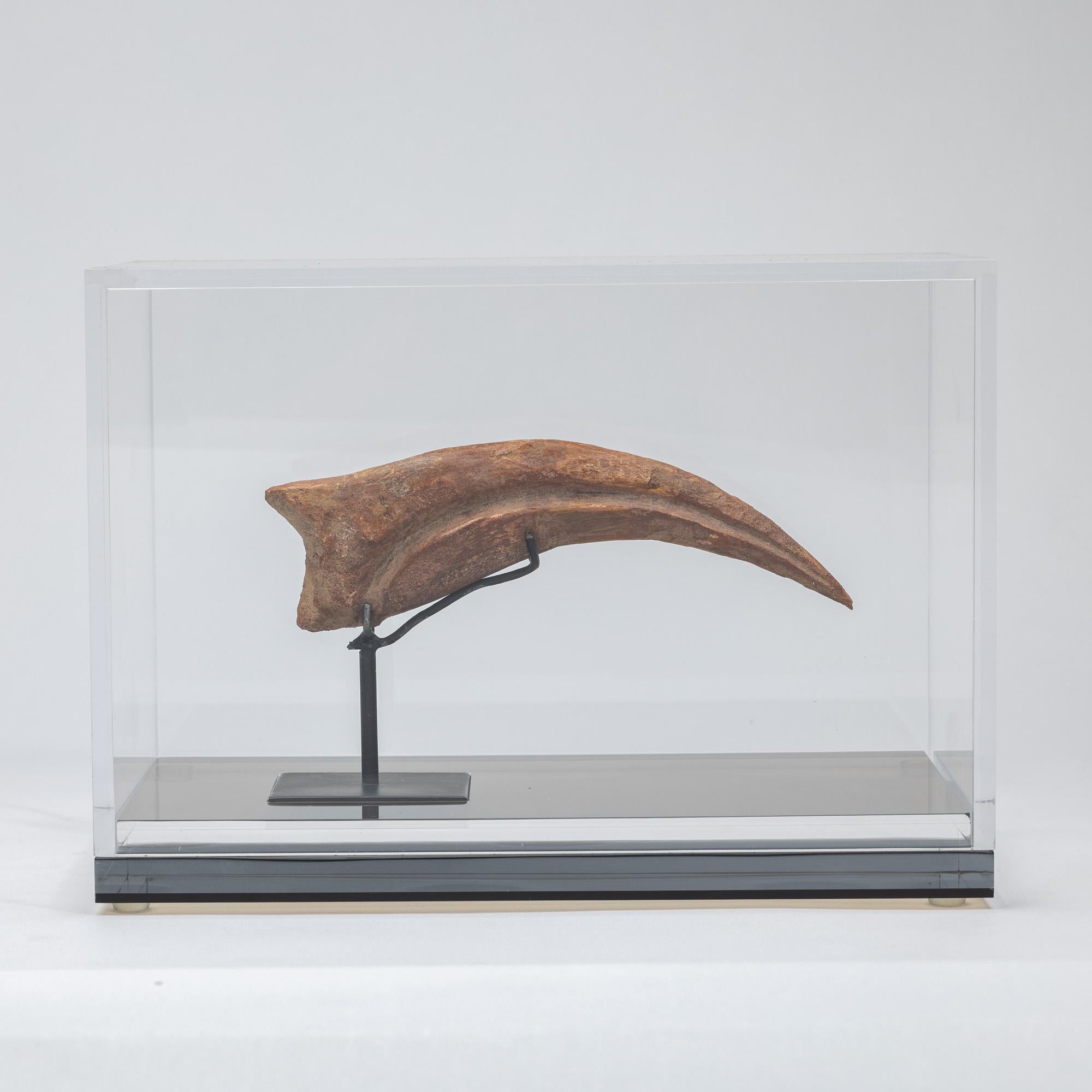 Spinosaurus Claw
Species: Spinosaurus
Period: Cretaceous (approx. 112–93 million years ago)
Origin: Morocco
Dimensions: 18 × 6 × 11 cm

This well-preserved fossil claw comes from Spinosaurus, one of the most distinctive theropod dinosaurs of the