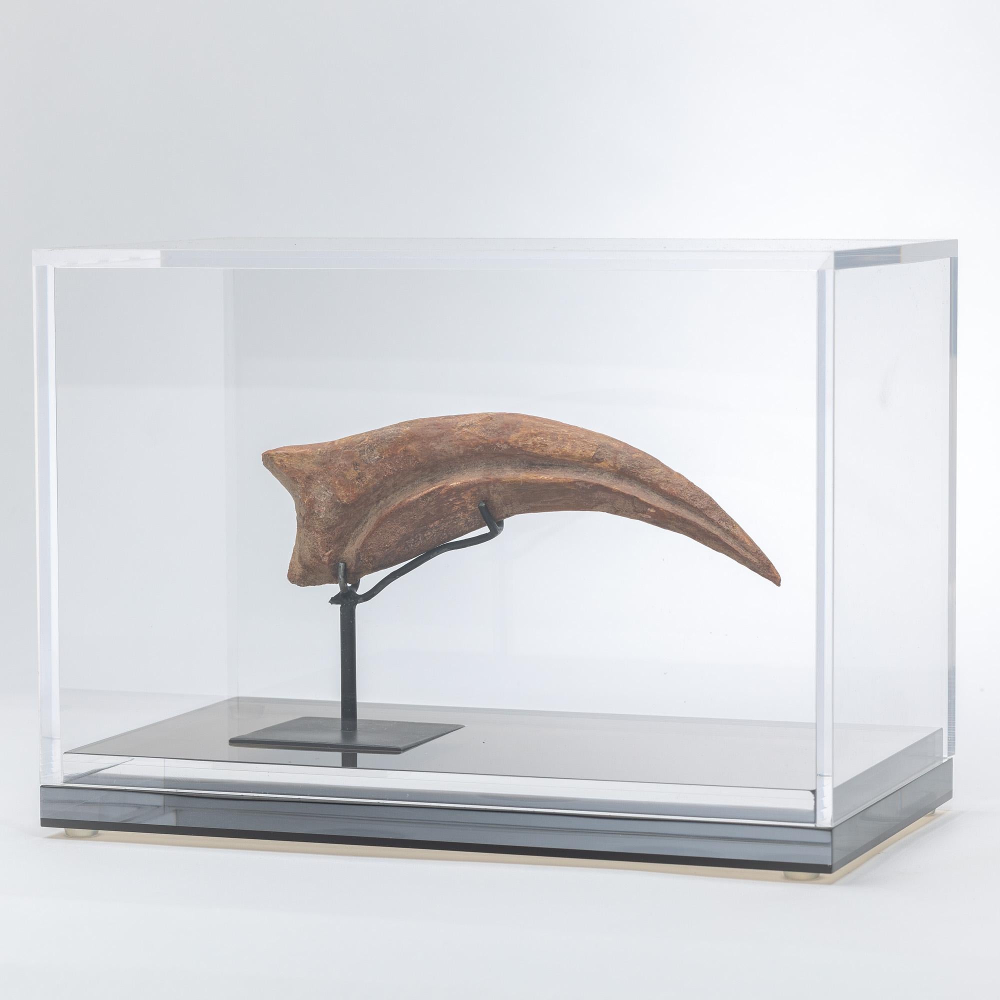 Organic Modern Spinosaurus Claw from Morocco Cretaceous period mounted on a custom acrylic box For Sale