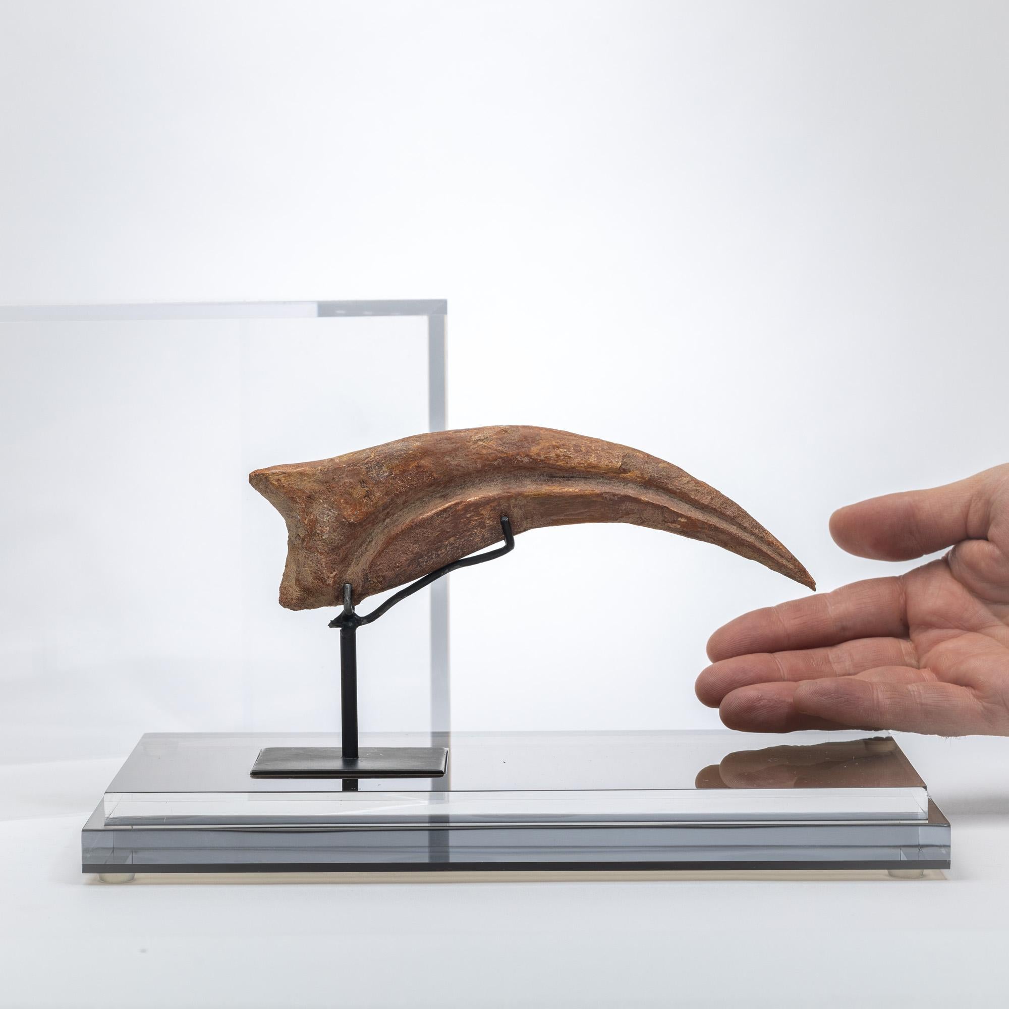 Acrylic Spinosaurus Claw from Morocco Cretaceous period mounted on a custom acrylic box For Sale