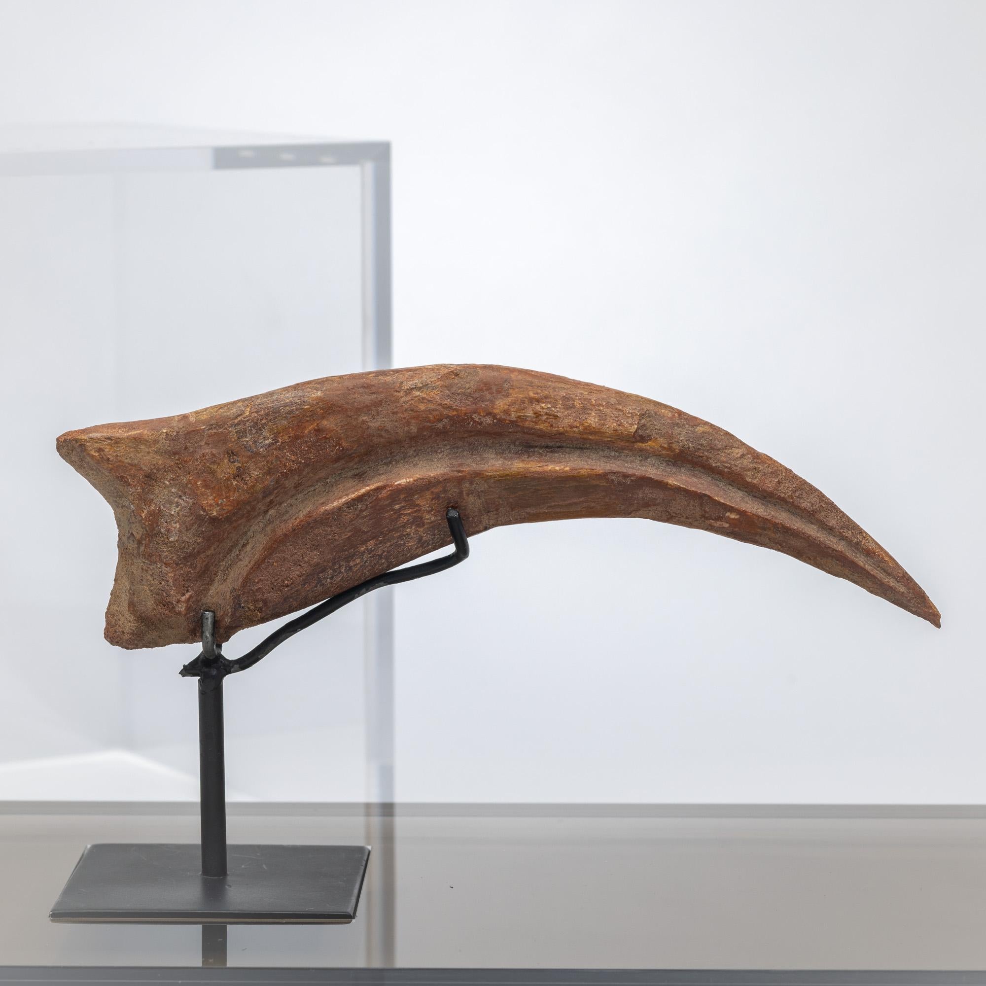 Spinosaurus Claw from Morocco Cretaceous period mounted on a custom acrylic box In New Condition For Sale In Polanco, CDMX