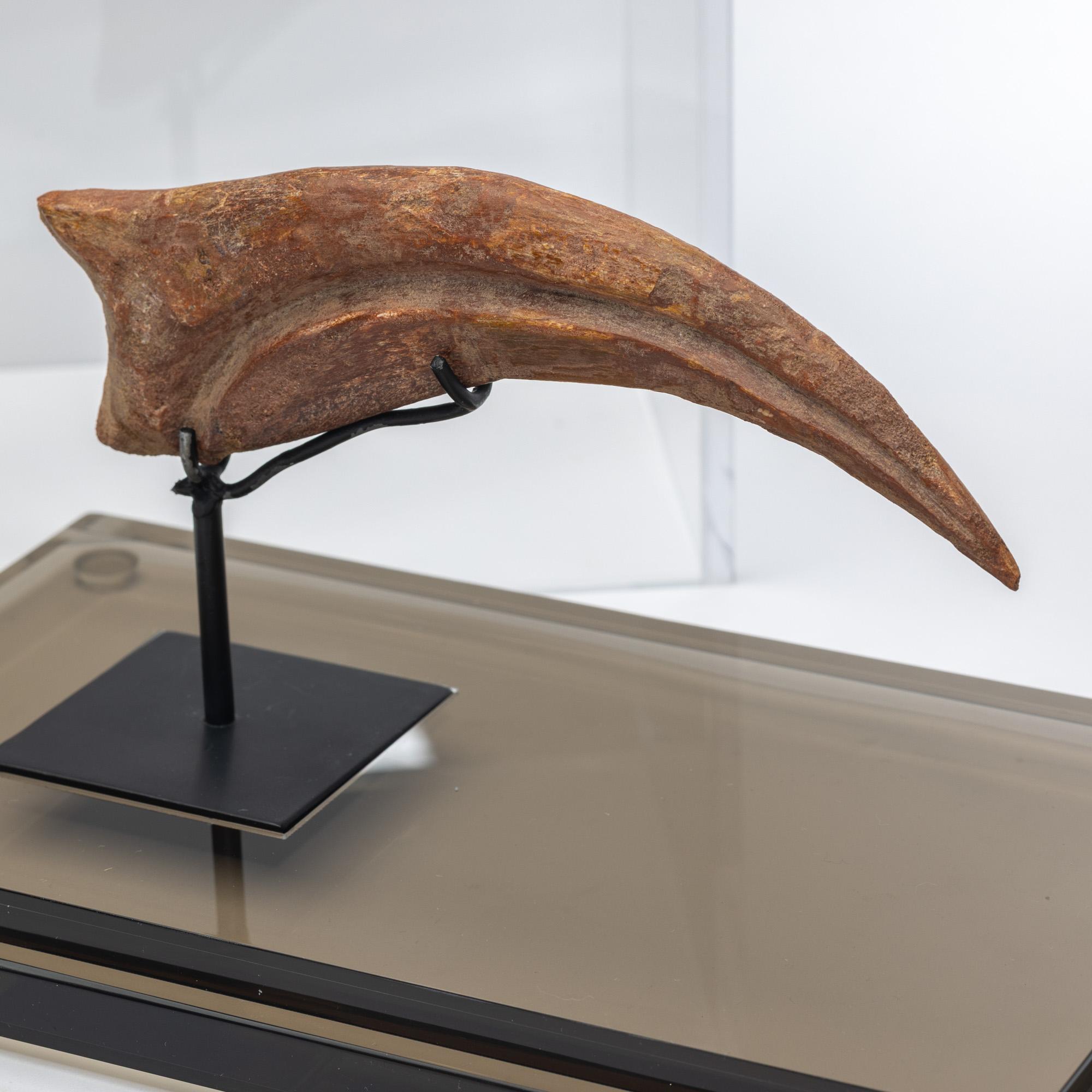 Contemporary Spinosaurus Claw from Morocco Cretaceous period mounted on a custom acrylic box For Sale