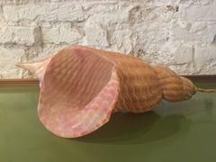 Glass Table Lamp Pink Shell Murano Venice Italy Design, 20th Century