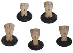 Teaching Models of Horses' Teeth