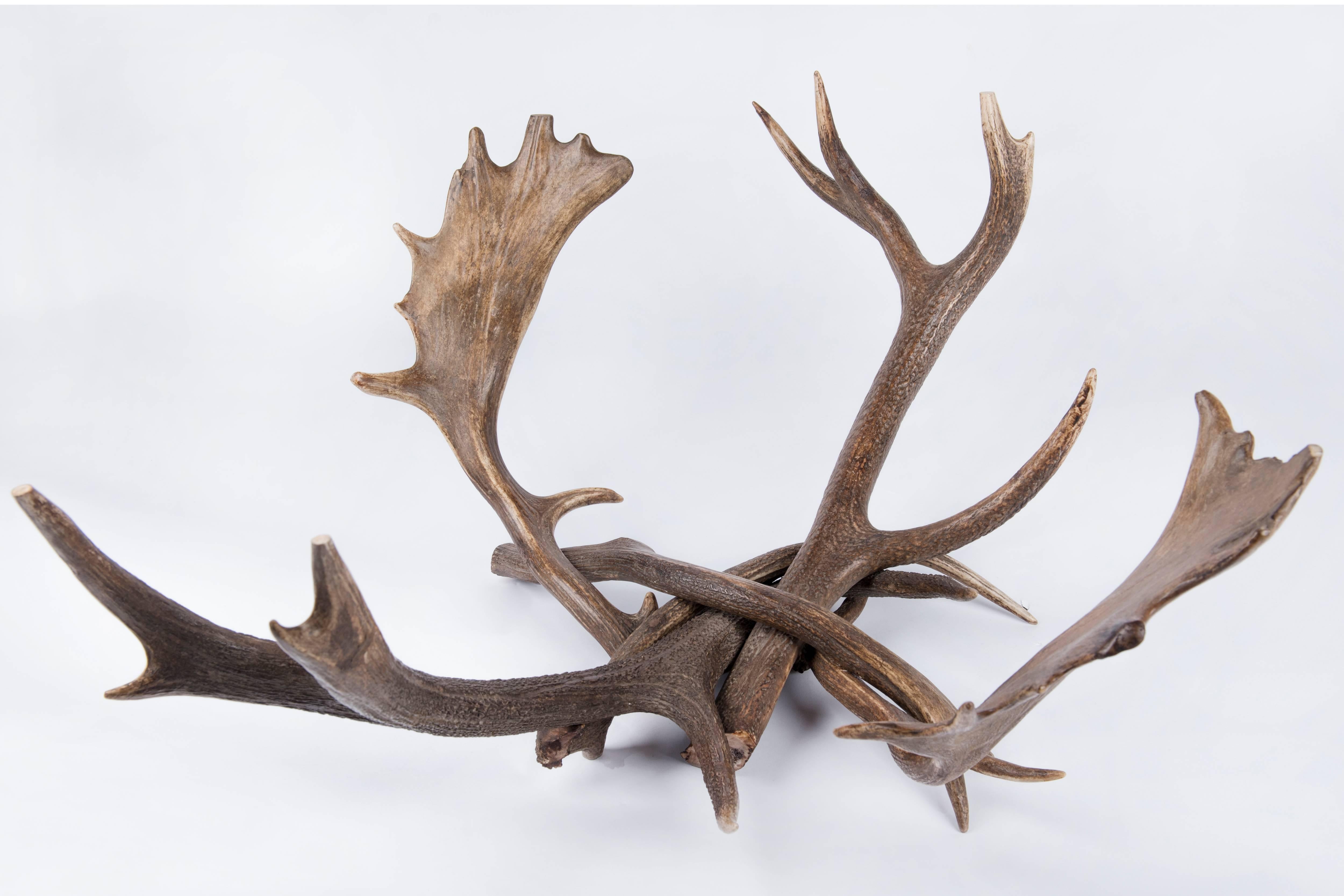 Antler Coffee Table 2