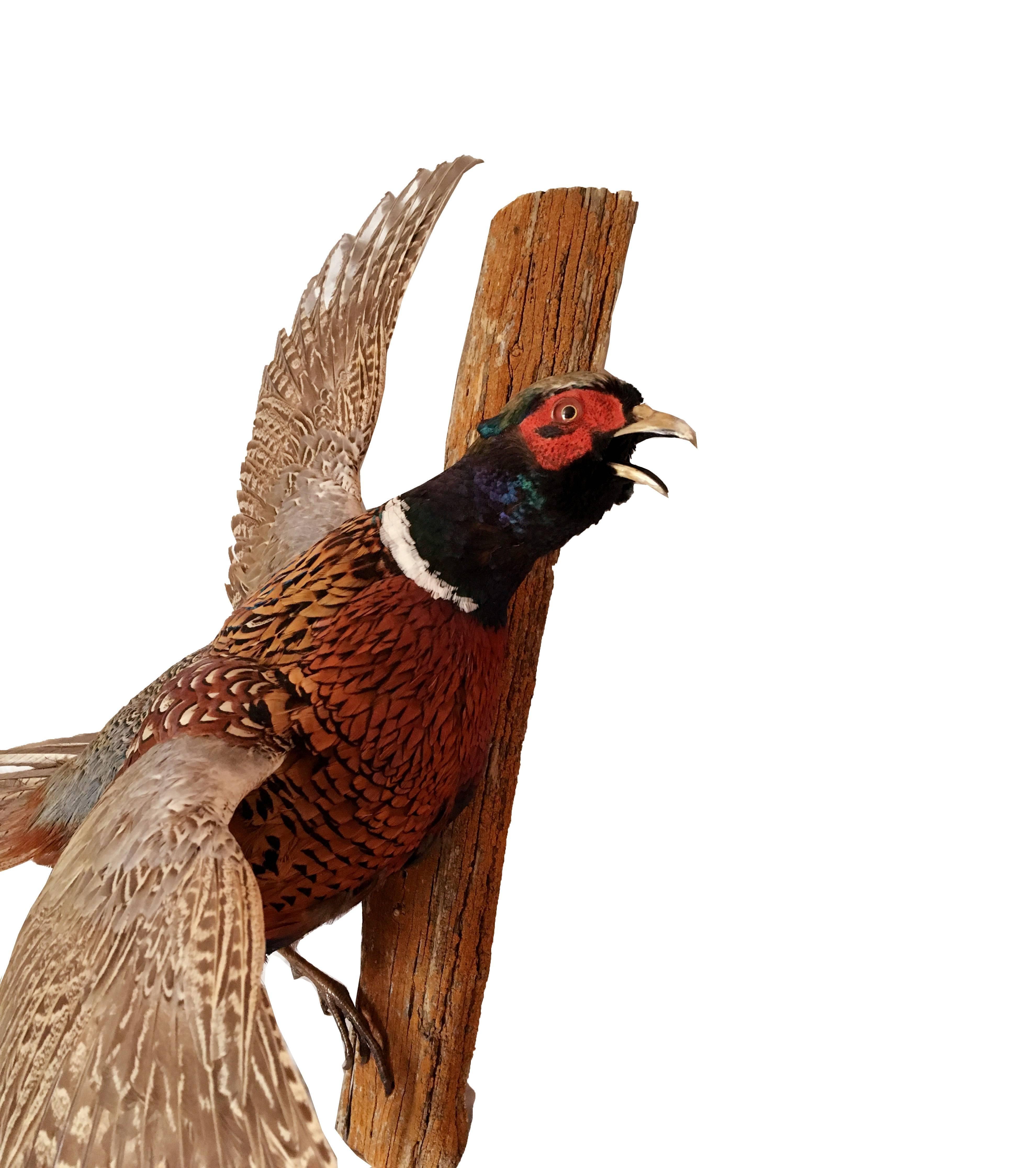 Sporting Art Mid-20th Century Taxidermy Ring Neck Pheasant