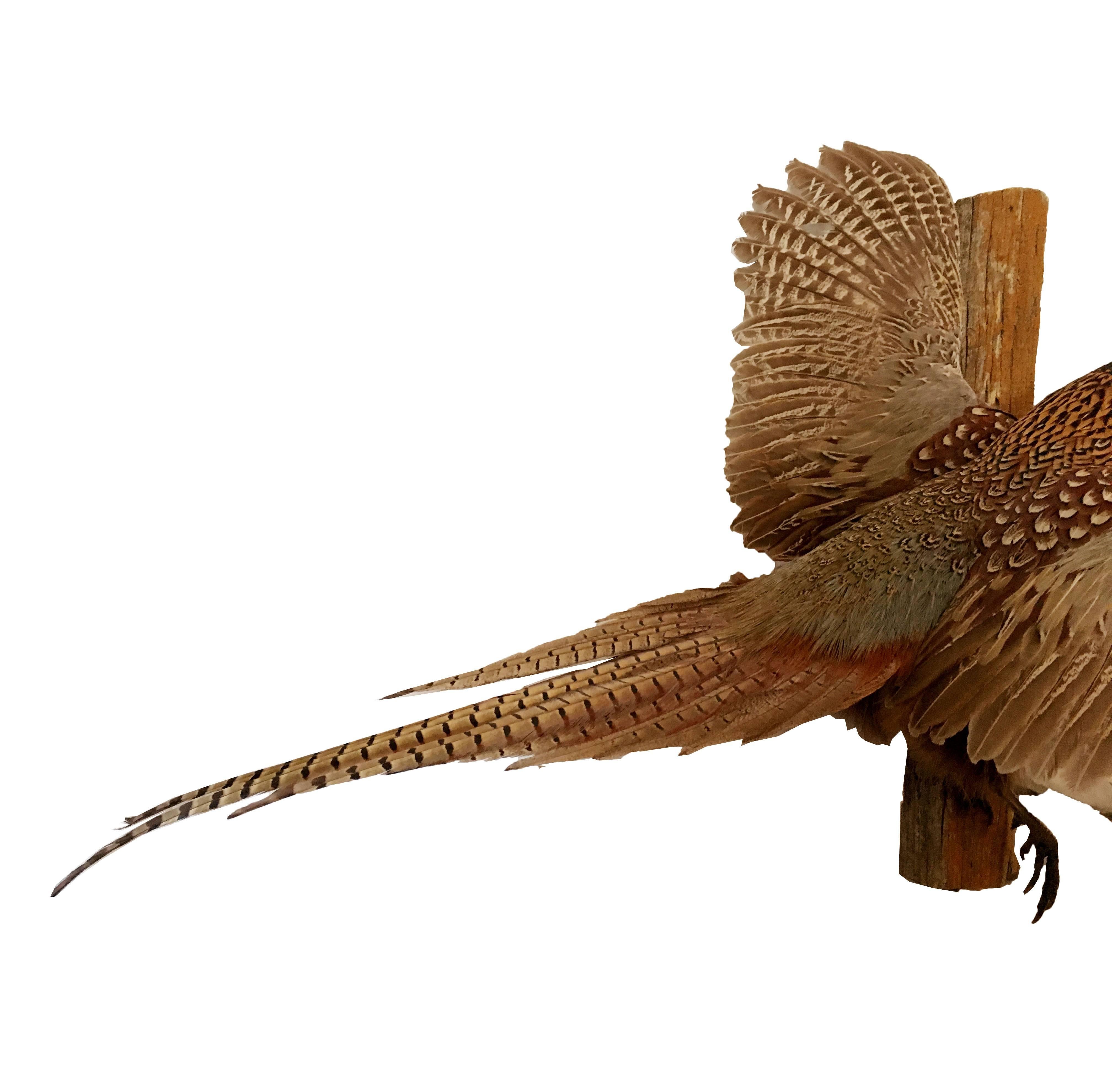 American Mid-20th Century Taxidermy Ring Neck Pheasant