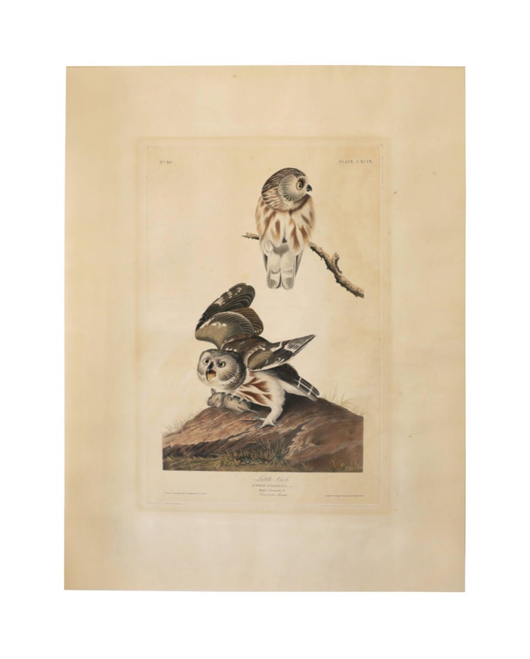 Monumental Framed Audubon Print of "The Little Owl," 1834 Havell