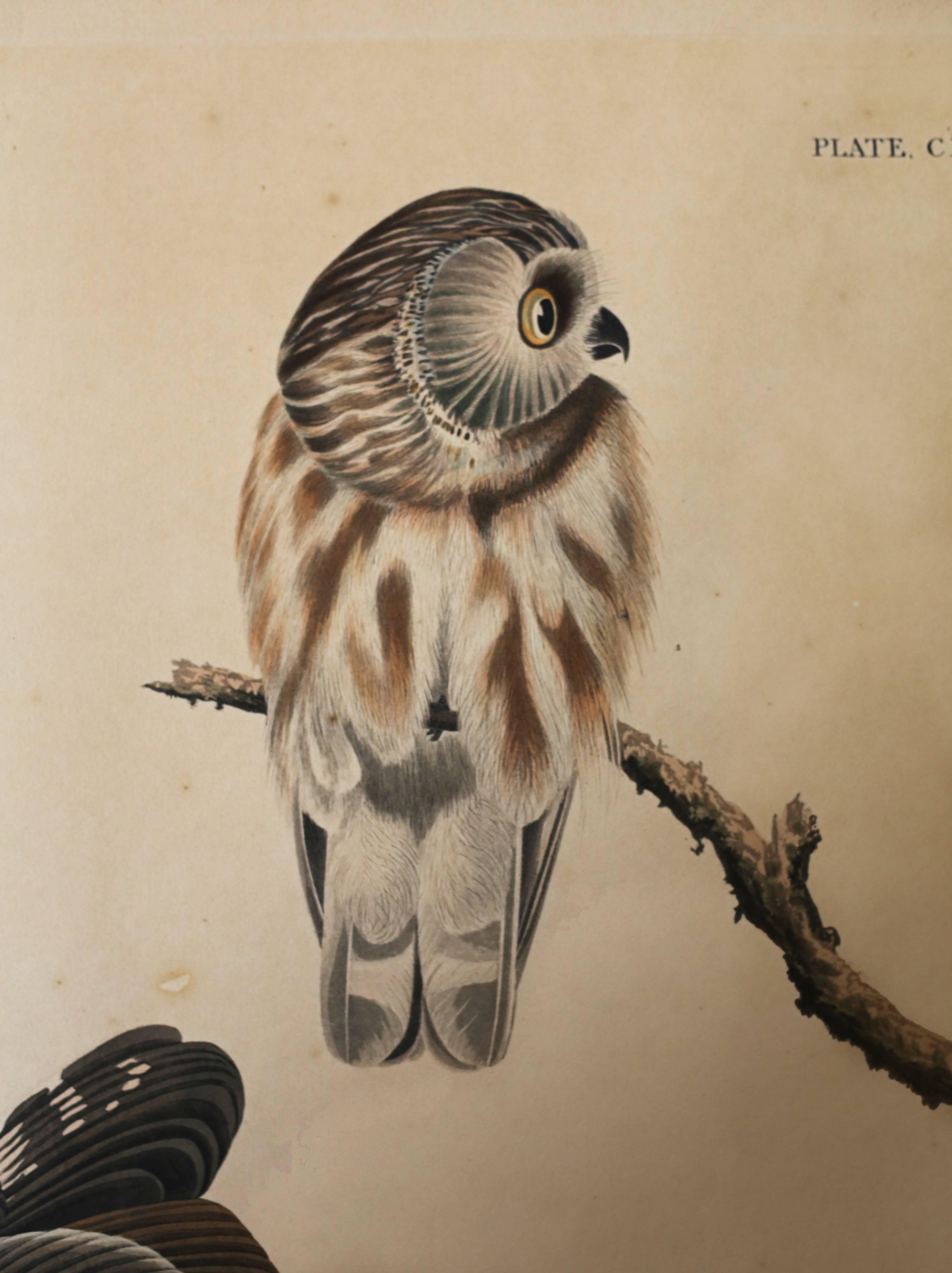 havell edition audubon prints