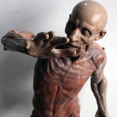 20th Century Anatomical Sculpture