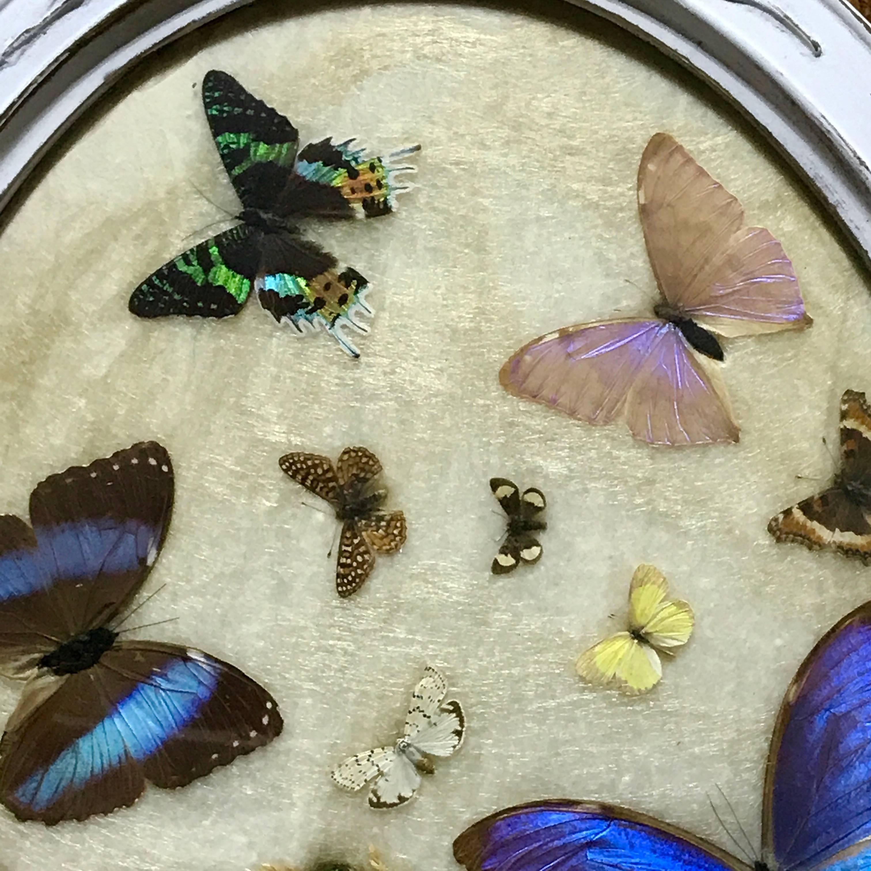 insect taxidermy for sale