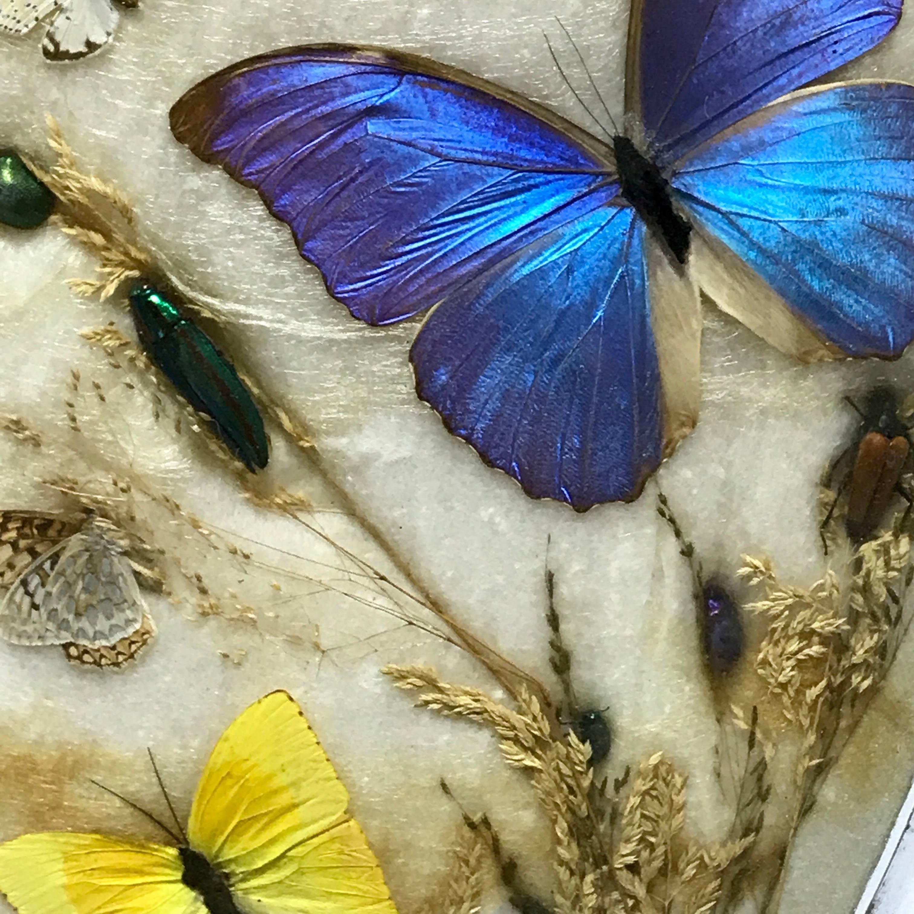 victorian butterfly taxidermy