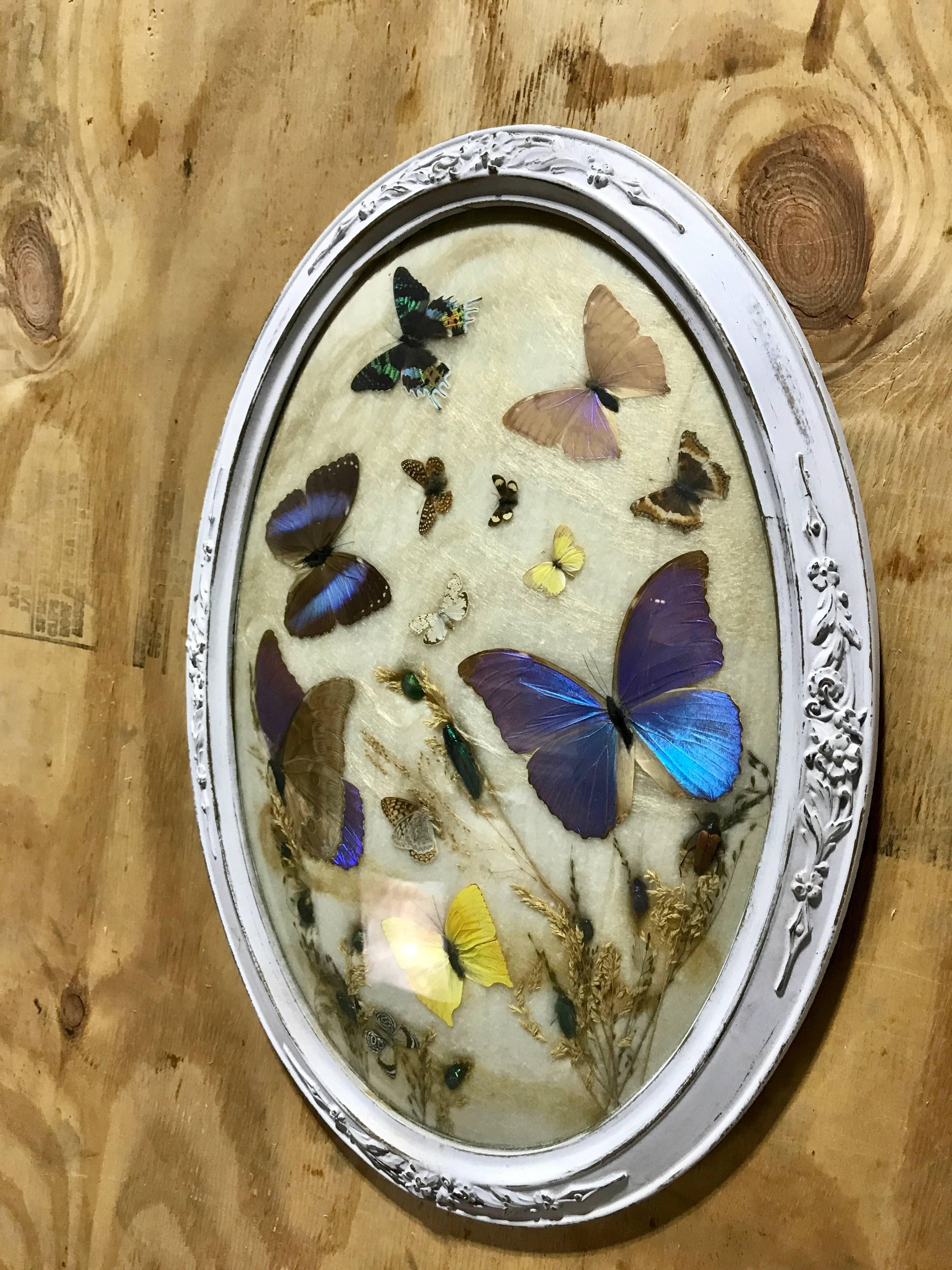 High Victorian Framed Victorian Butterfly and Insect Taxidermy Plaque