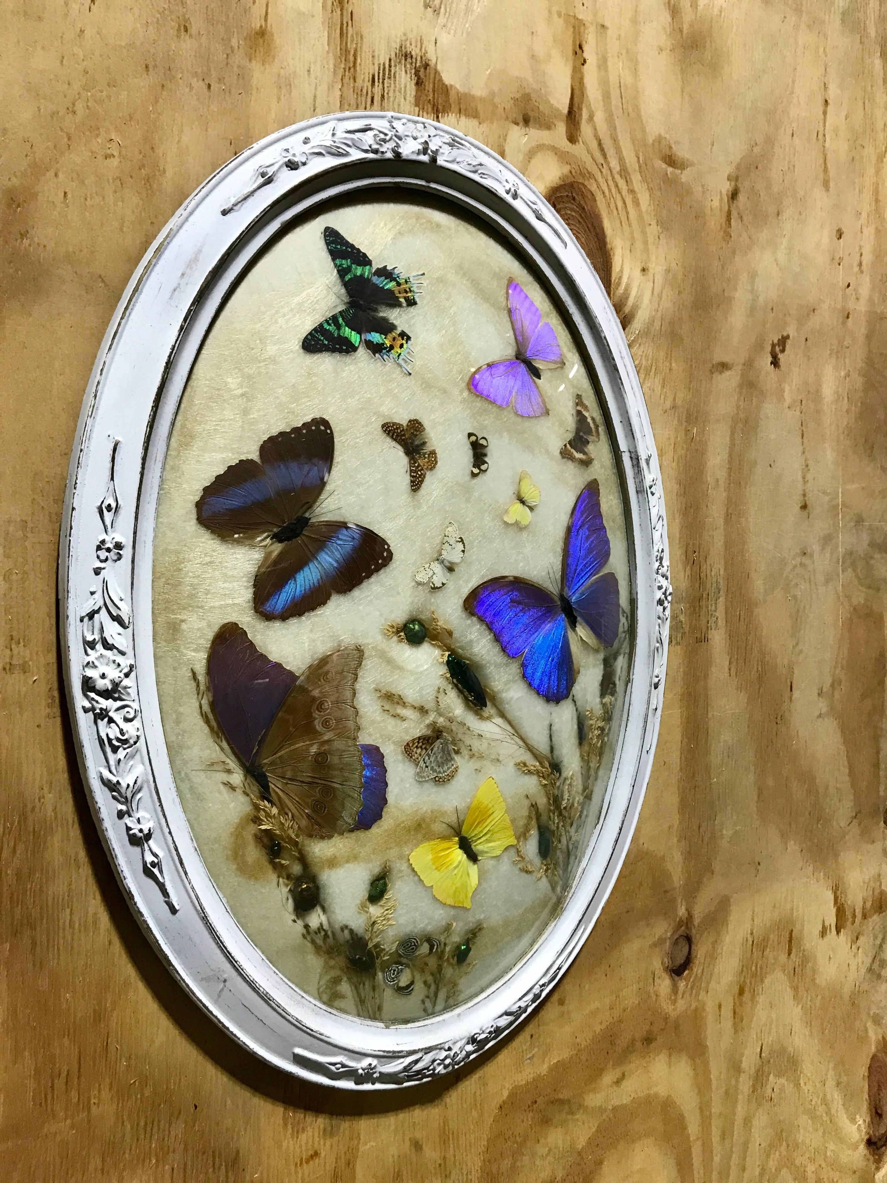 butterfly taxidermy framed