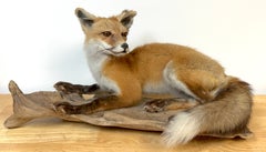 Vintage American Red Fox Taxidermy Mount on Cypress Root, circa 1960s