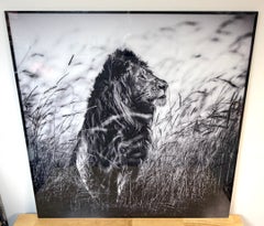 Laurent Baheux „Lion in the Grass I“, Fotografie, Auflage 104/200, Kenia, 2013