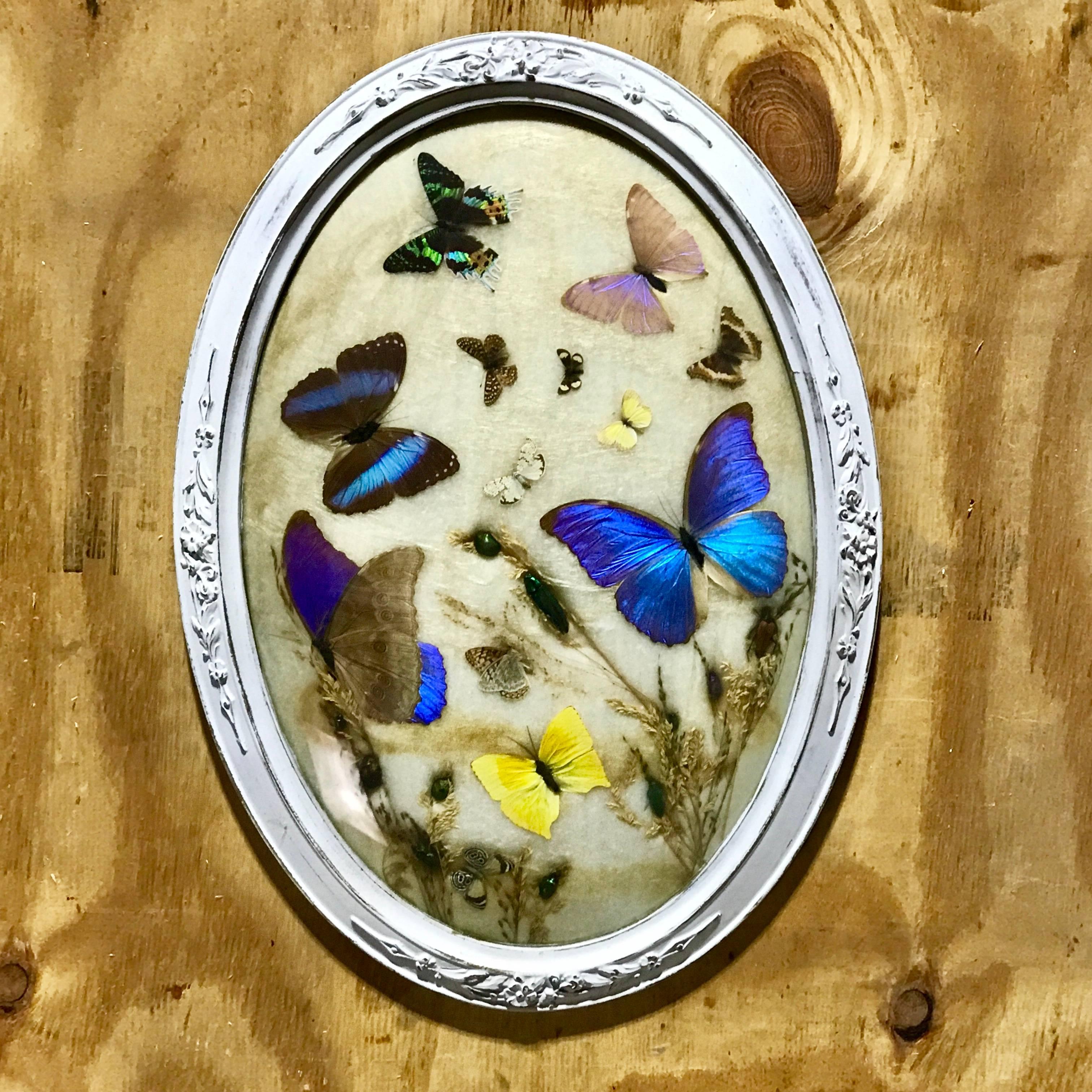 Framed Victorian butterfly and insect taxidermy plaque, numerous exotic examples mounted under an oval carved wood and painted frame, with convex glass.