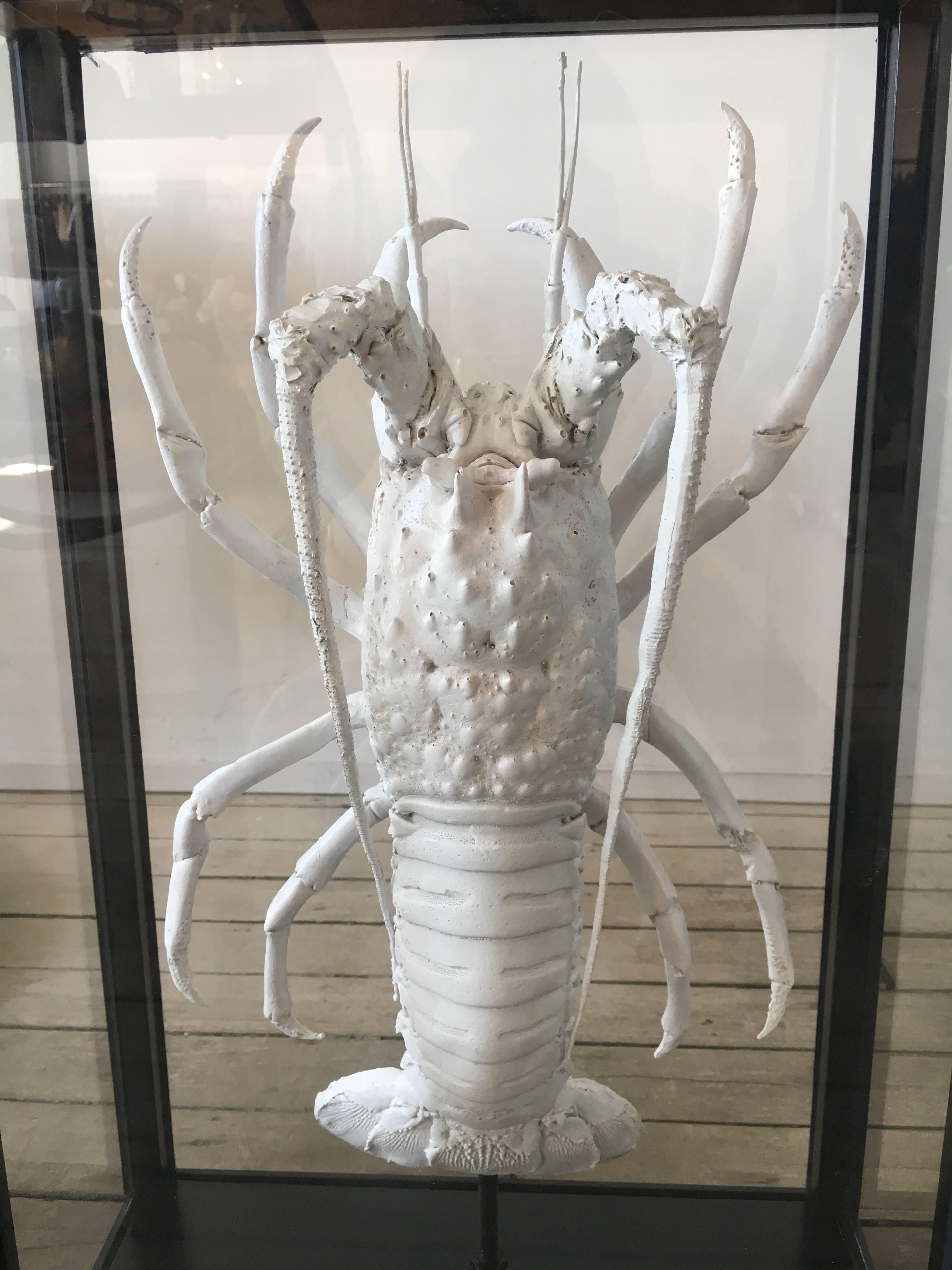Lobster Painted White or Mounted in Black Lacquer Box with Glass Windows In Good Condition For Sale In New York, NY