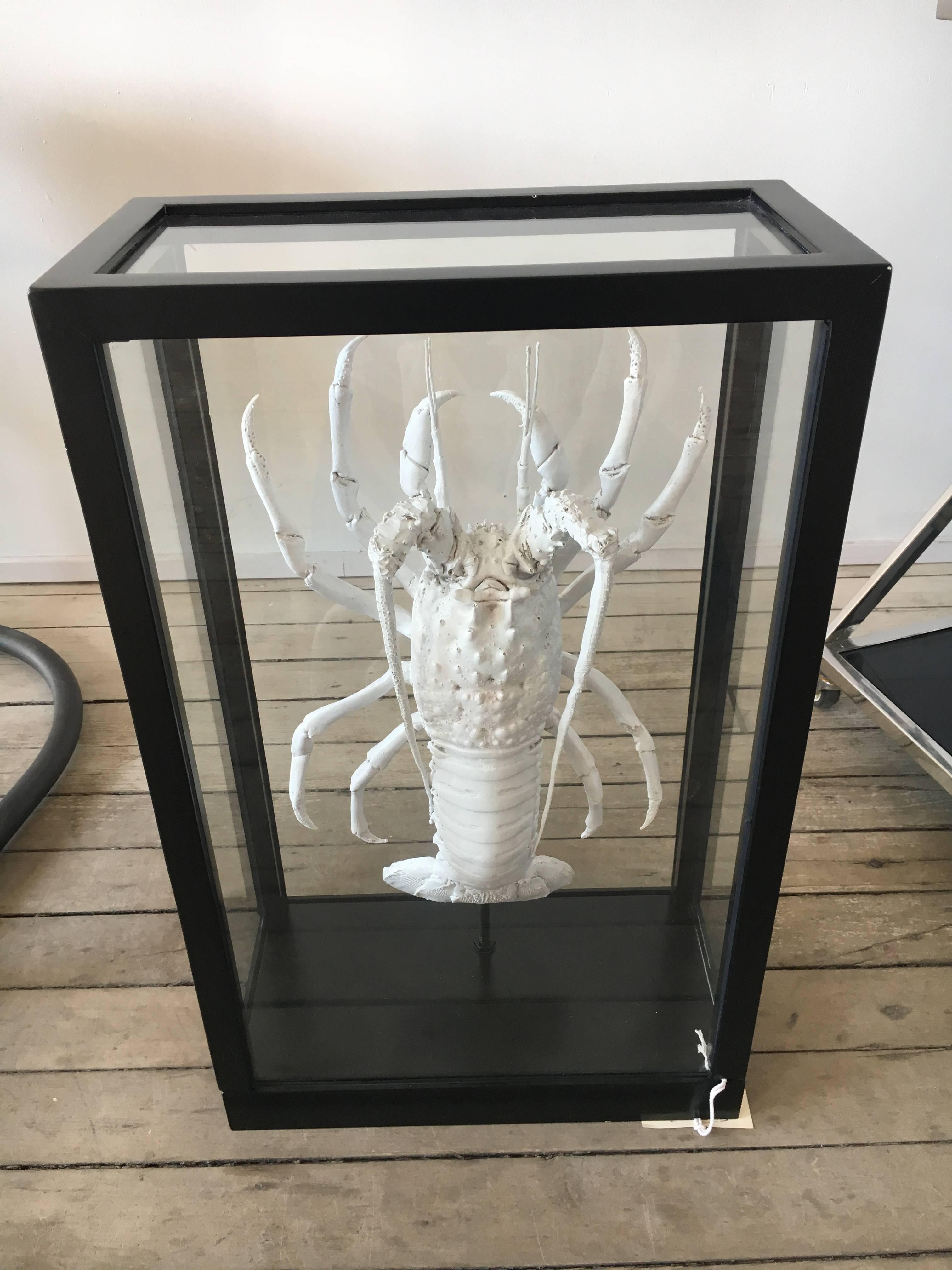 Contemporary Lobster Painted White or Mounted in Black Lacquer Box with Glass Windows For Sale