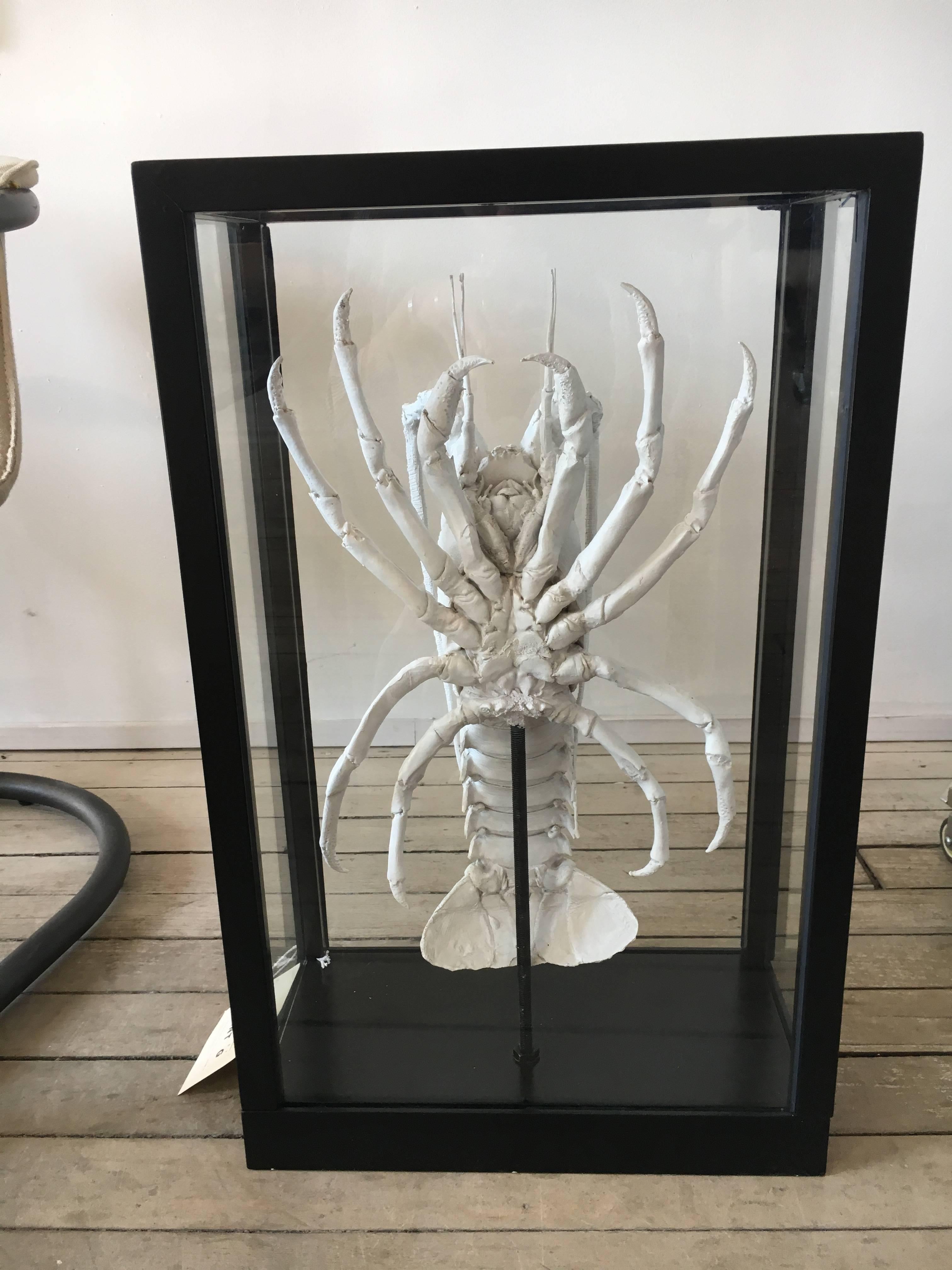 Lobster Painted White or Mounted in Black Lacquer Box with Glass Windows For Sale 1