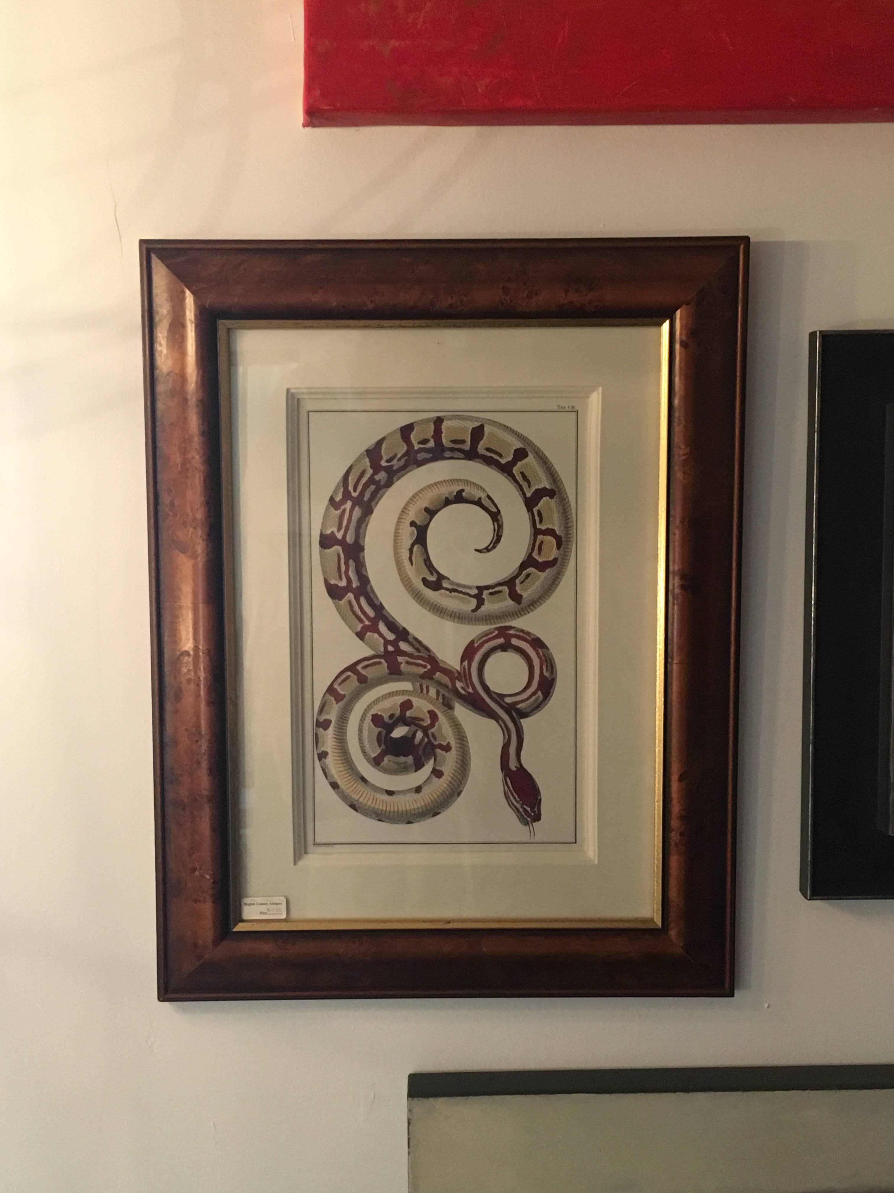 Framed snake print.