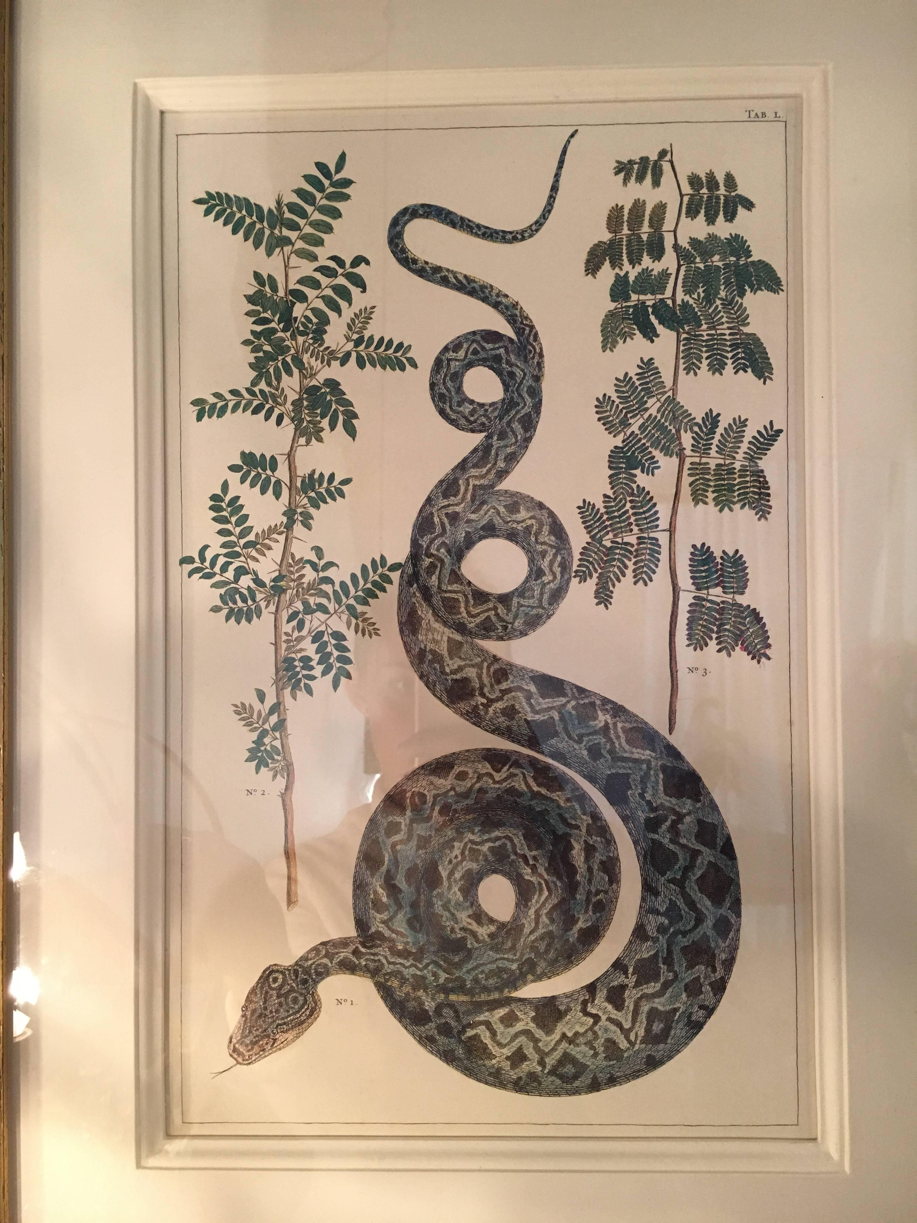 Matted and framed snake print.