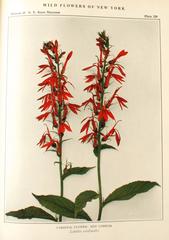 "Wild Flowers of New York Vol. I and II", Books, First Editions