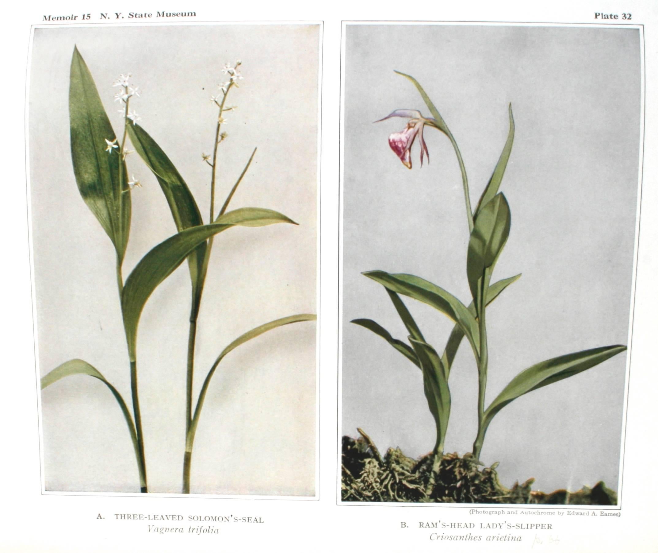 Wild Flowers of New York Vol. (Fleurs sauvages de New York) Homer D. House et John M. Clark, I et II Bon état - En vente à valatie, NY