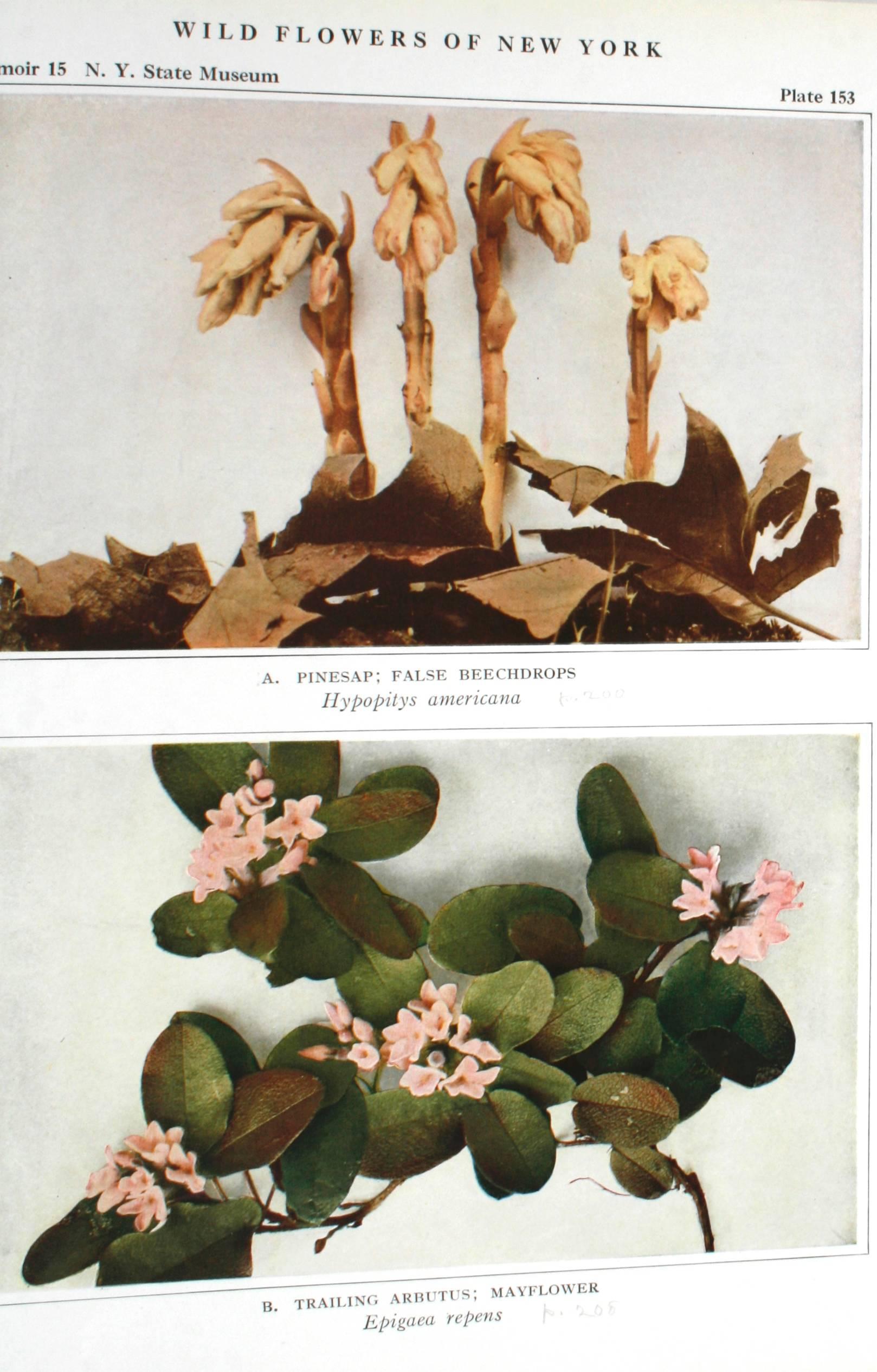 Wild Flowers of New York Vol. (Fleurs sauvages de New York) Homer D. House et John M. Clark, I et II en vente 1