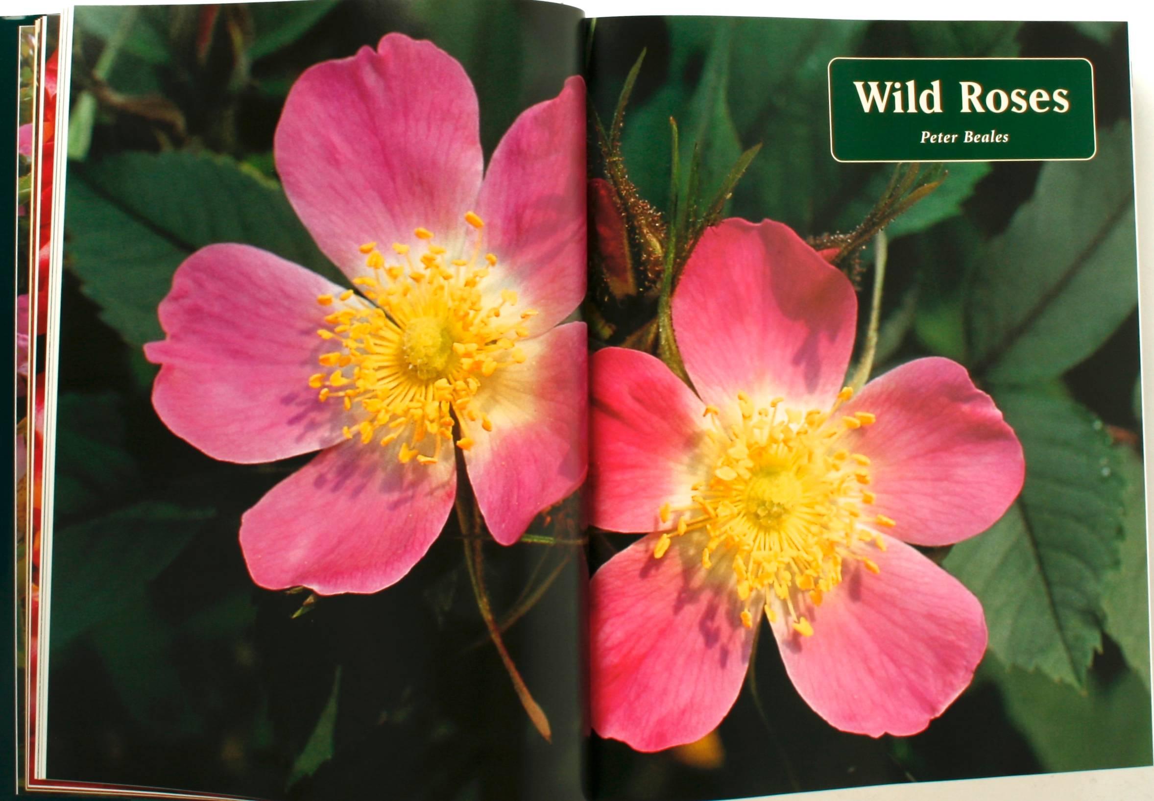 Botanica's Roses, The Encyclopedia of Roses In Good Condition In valatie, NY