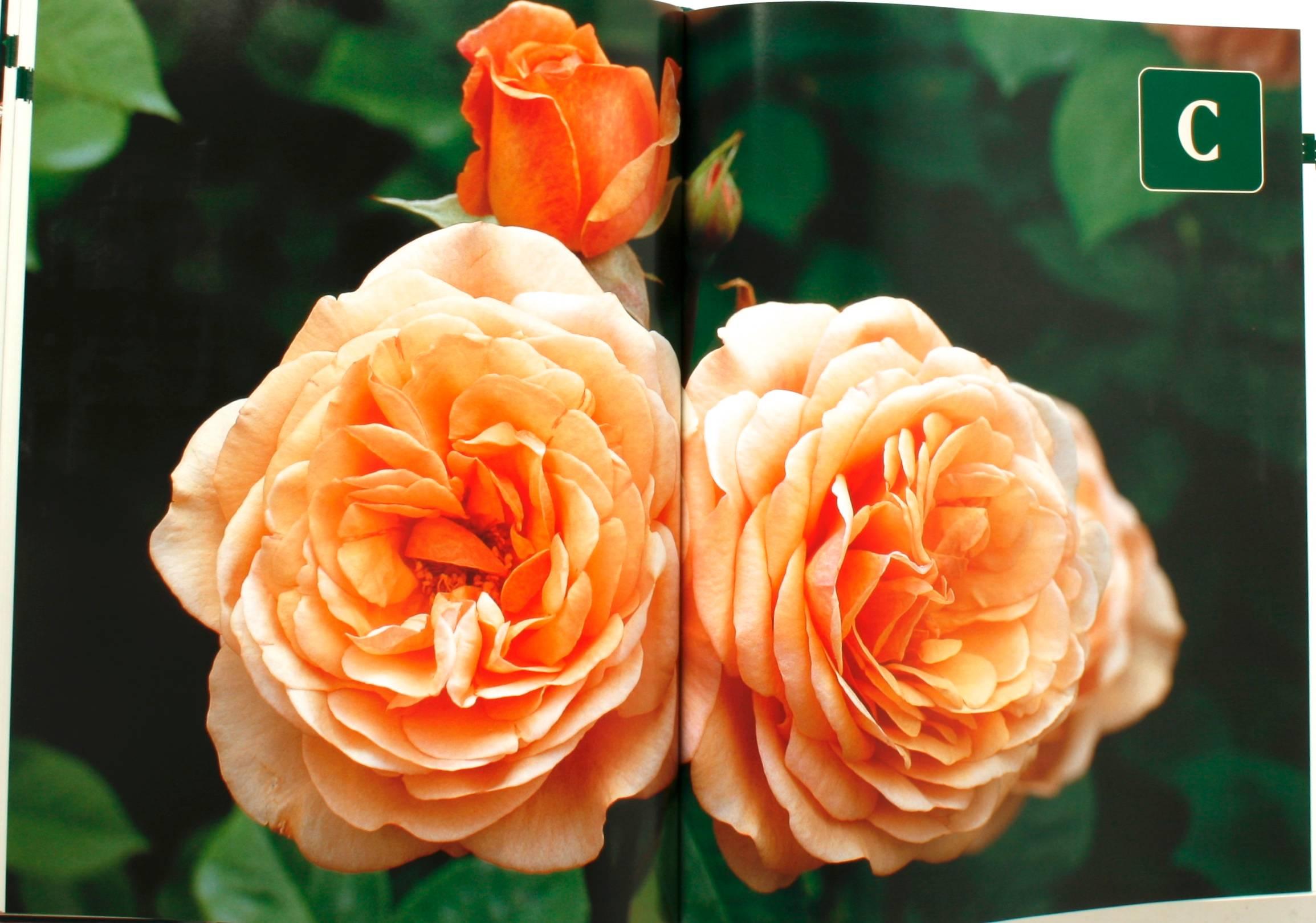 Paper Botanica's Roses, The Encyclopedia of Roses