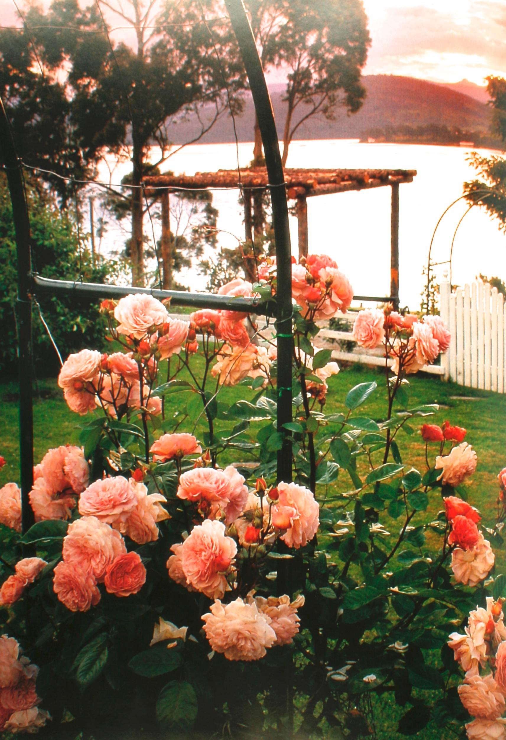 Botanica's Roses, The Encyclopedia of Roses 2