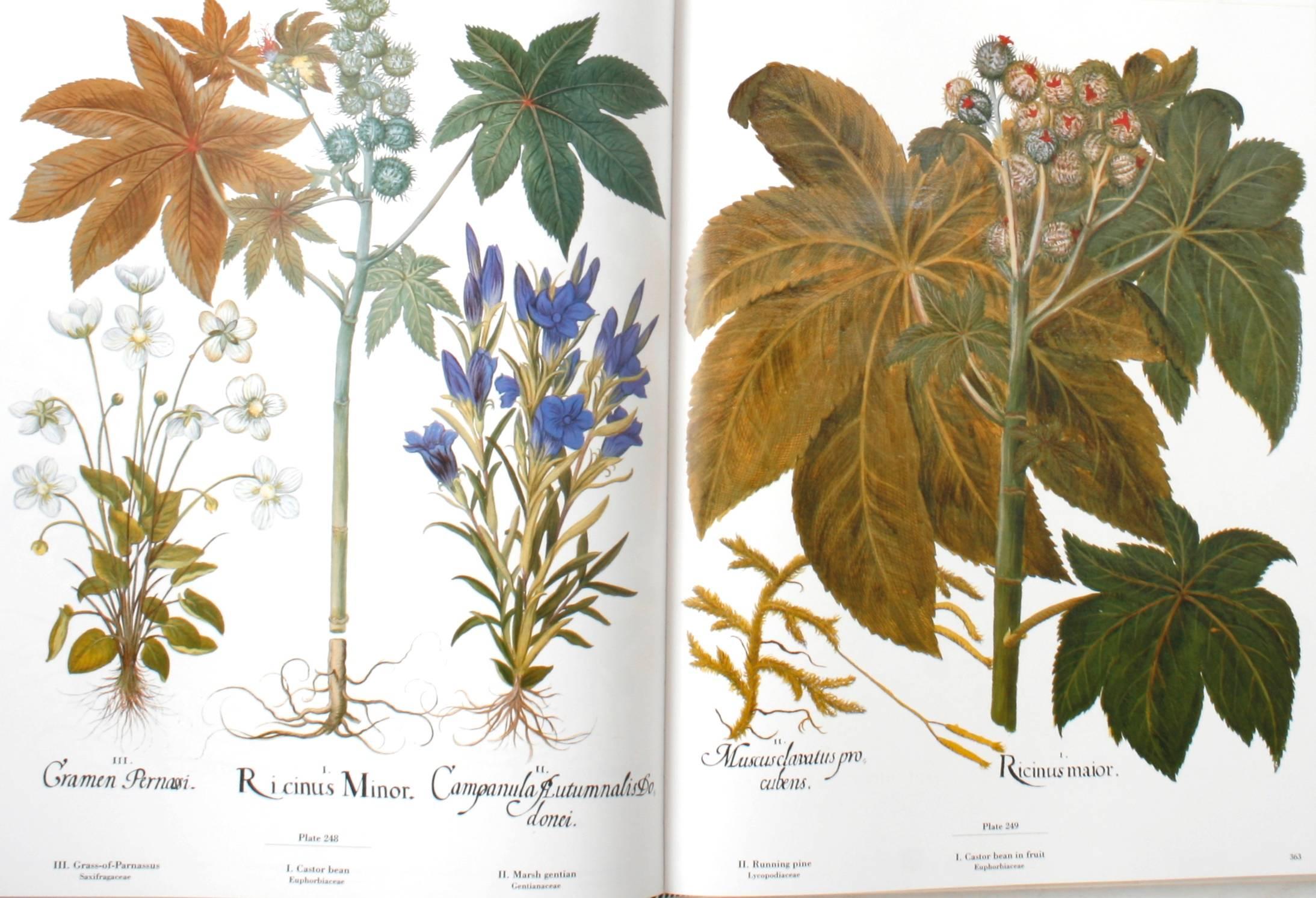 The Besler Florilegium: Plants of the Four Seasons, 1st Ed Thus 2