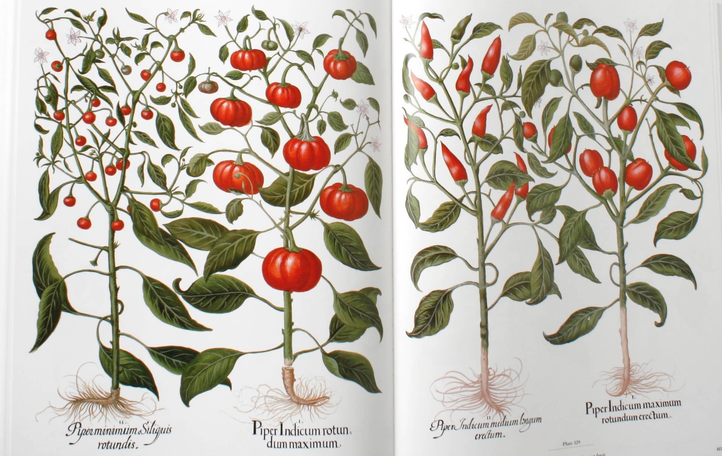 Paper The Besler Florilegium: Plants of the Four Seasons, 1st Ed Thus