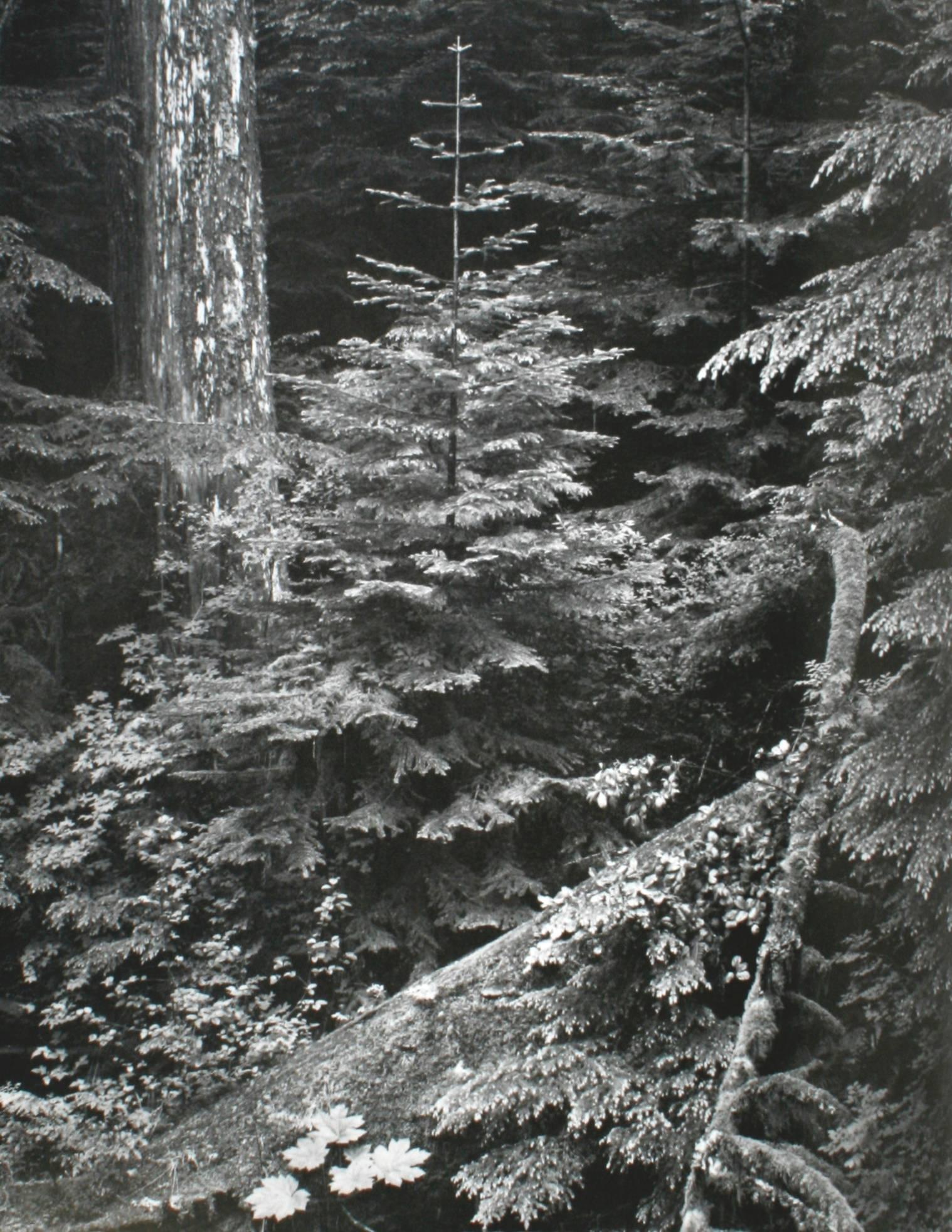Late 20th Century Negative by Ansel Adams