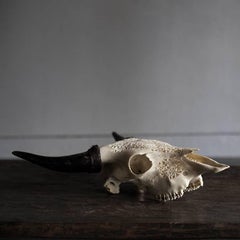 Carved Deer Skull Object